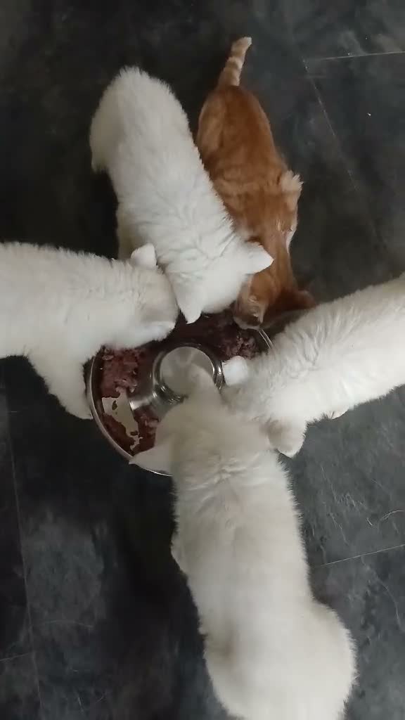 Zwitserse Witte Herdershond honden te koop: Zwitserse witte herder stokhaar pups in Beerta - Video 1