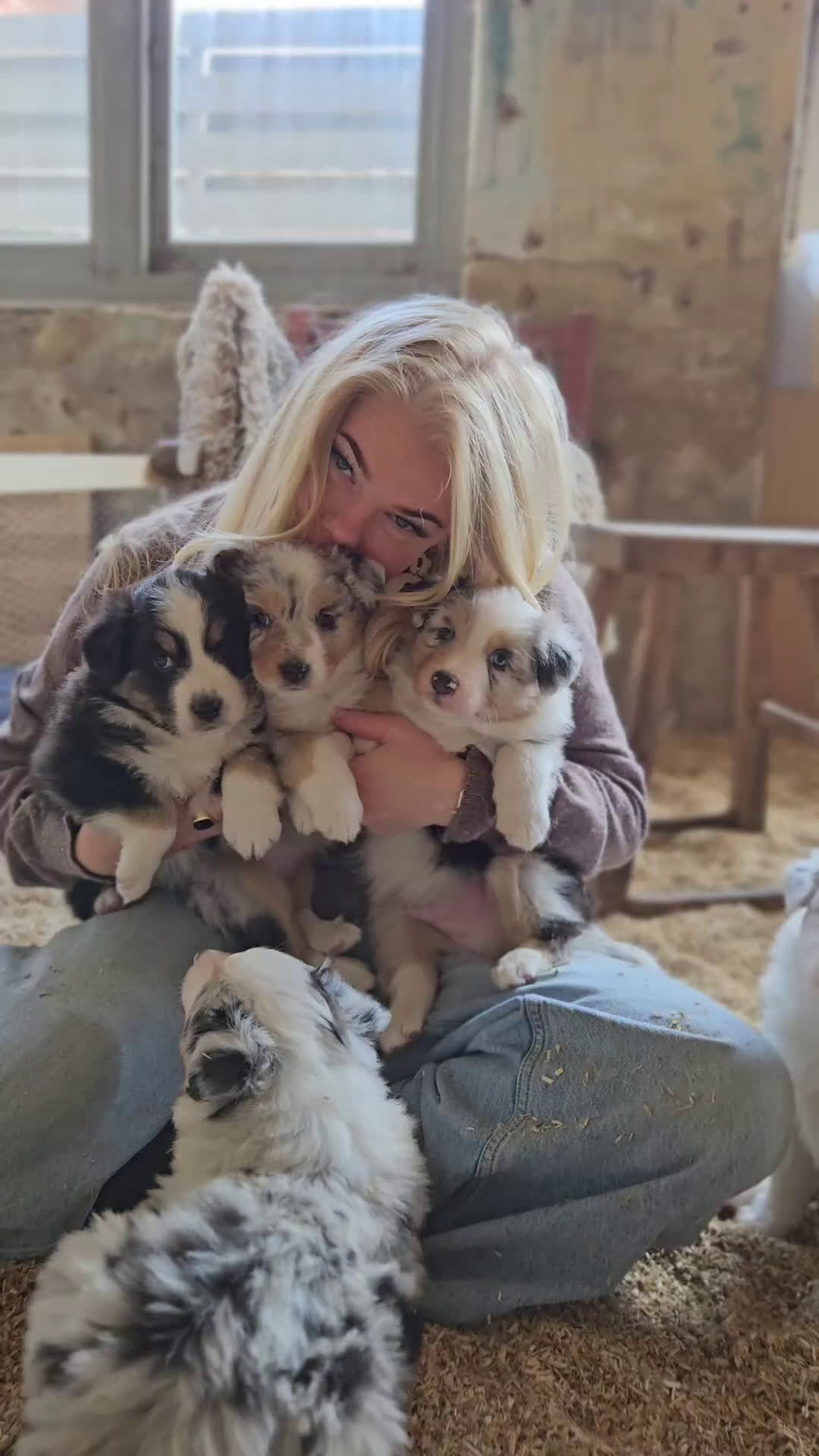 Australian Shepherd honden ter dekking: Raszuivere Australian Shepherd Black Tri Dekreu  in Ootmarsum - Video 3