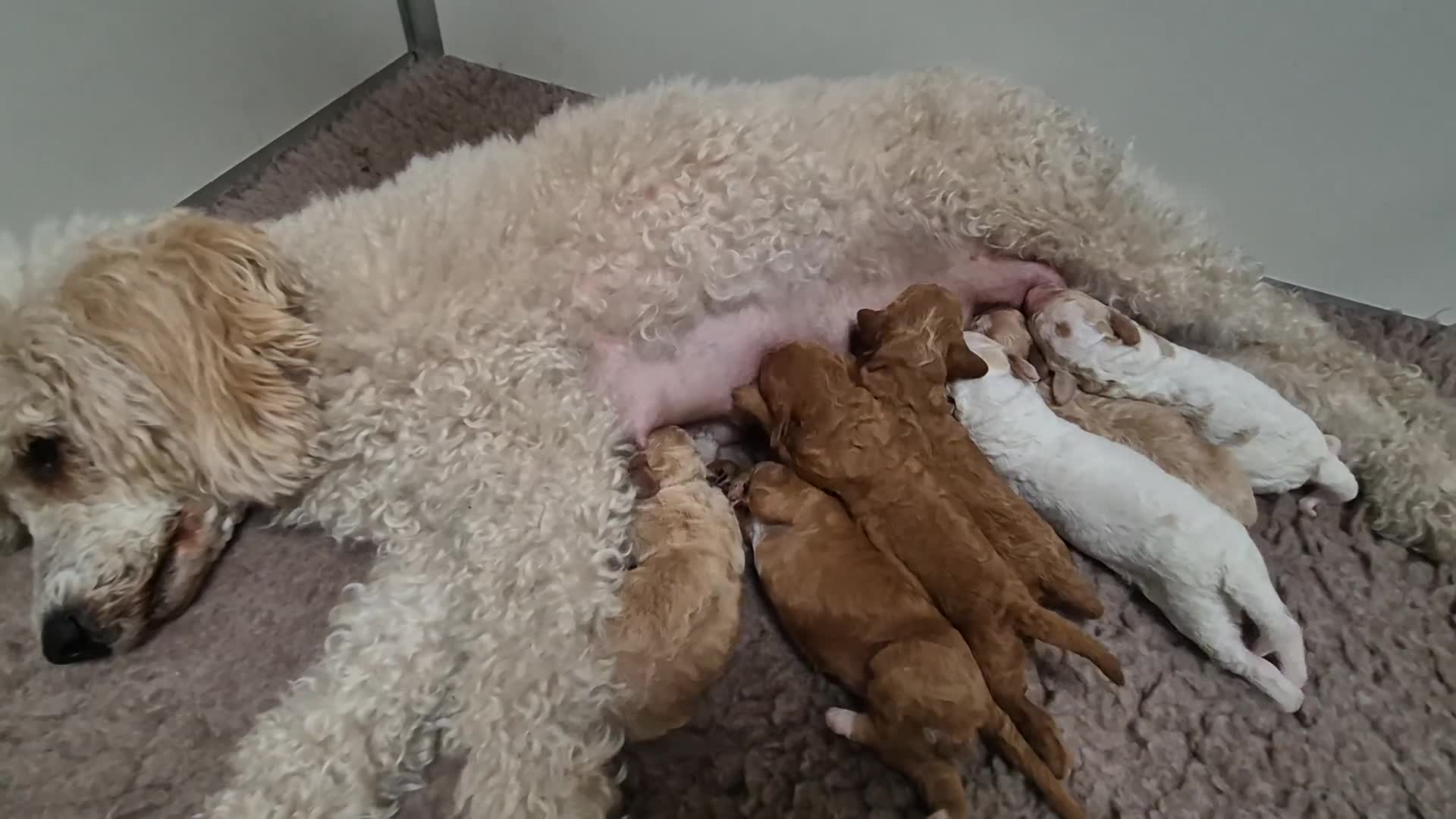 Cockapoo honden te koop: Cockapoo F2b pups - Video 1