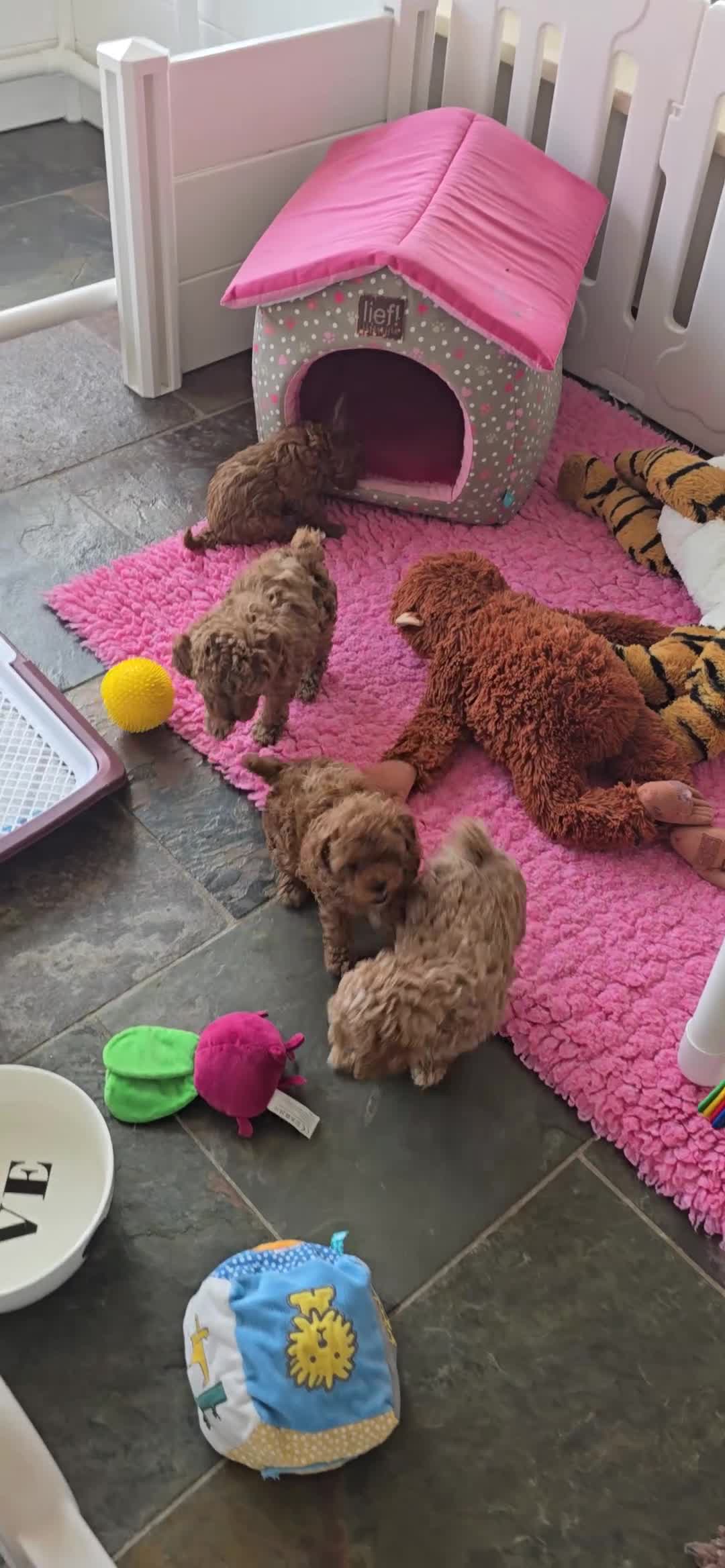 Poedel Toy honden te koop: Mooie lieve toypoedel pups pup  - Video 1