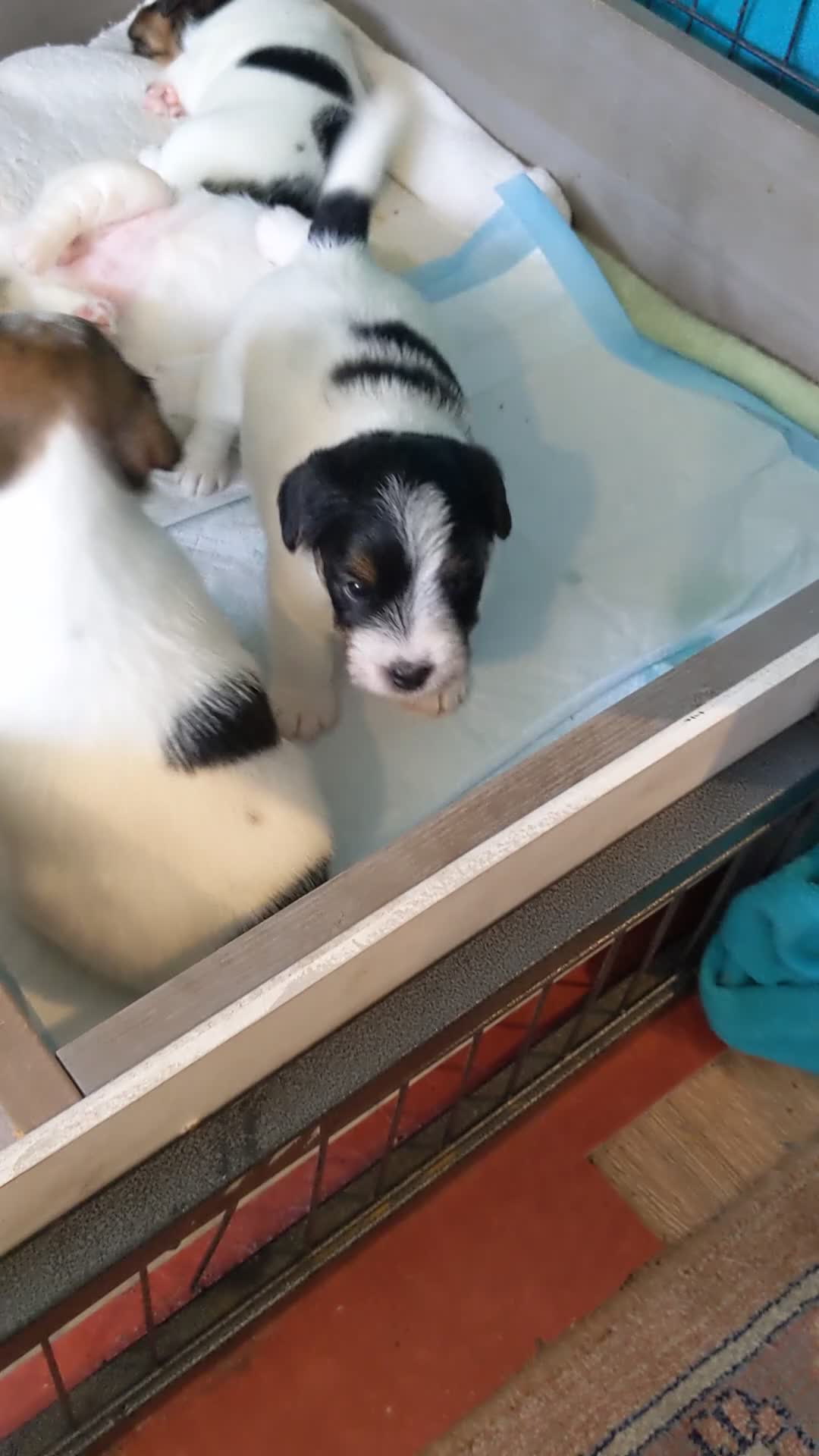 Jack Russel Terriër honden te koop: Prachtige ruwharige Jack Russell pups - Video 1