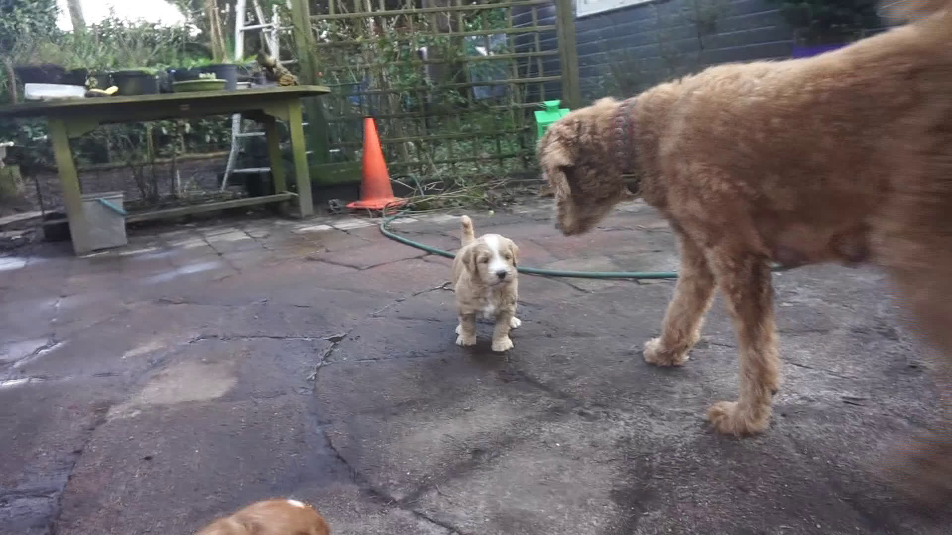 Kruising honden te koop: Goldendoodle x Bernerdoodle pups - Video 1