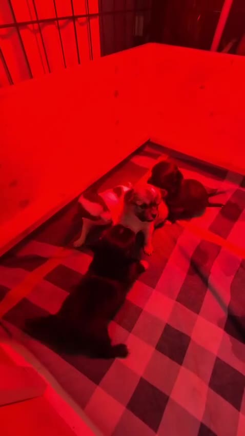 Chihuahua honden te koop: raszuivere chihuahua puppy's - Video 1