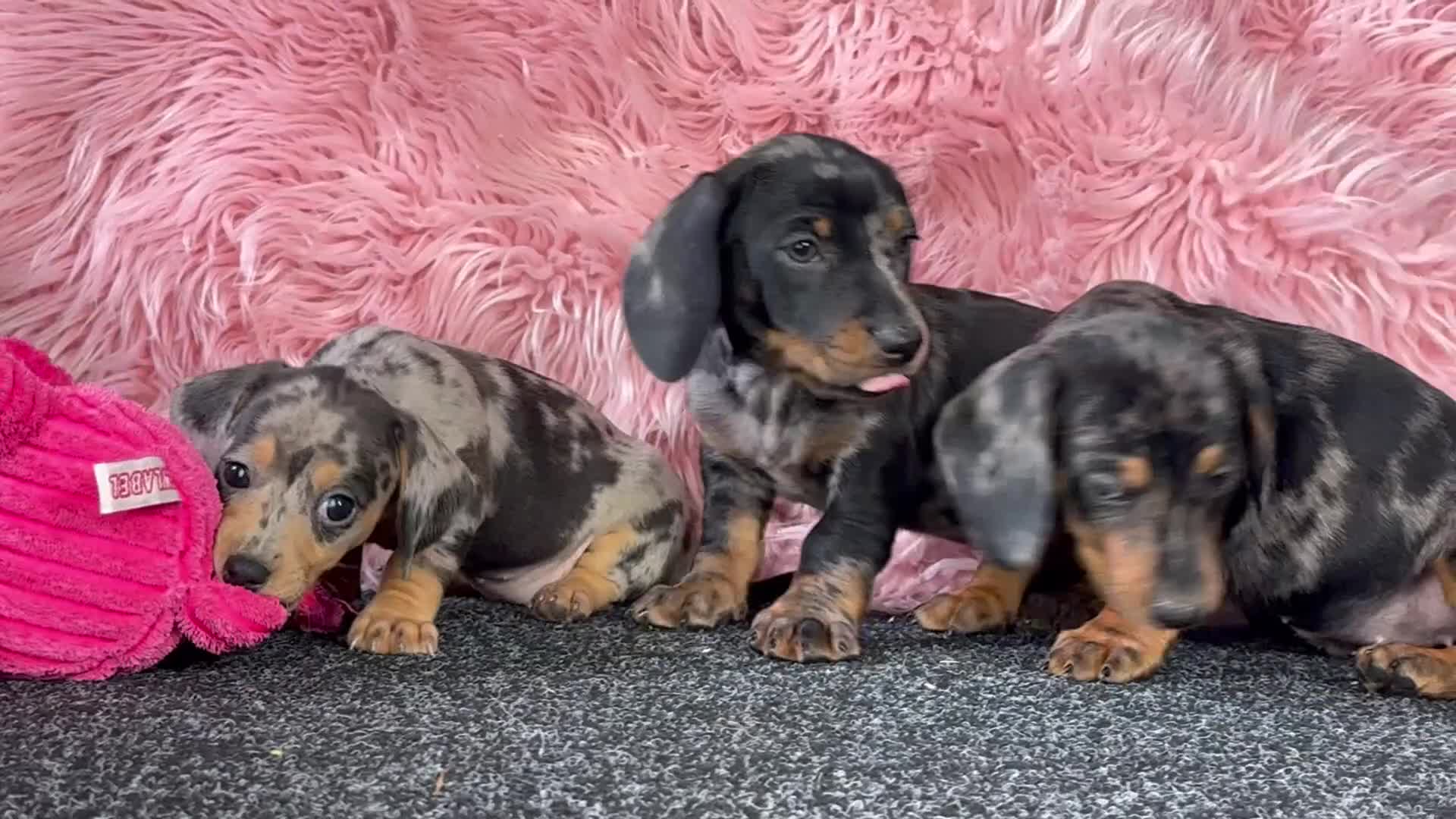 Teckel (korthaar)  honden te koop: Dwergteckel pups  in Vlagtwedde - Video 1