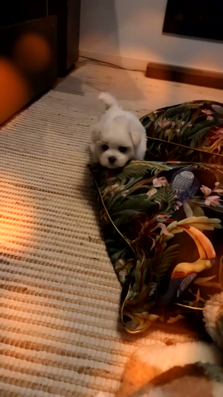 Maltezer honden te koop: Mini Maltezer  - Video 4