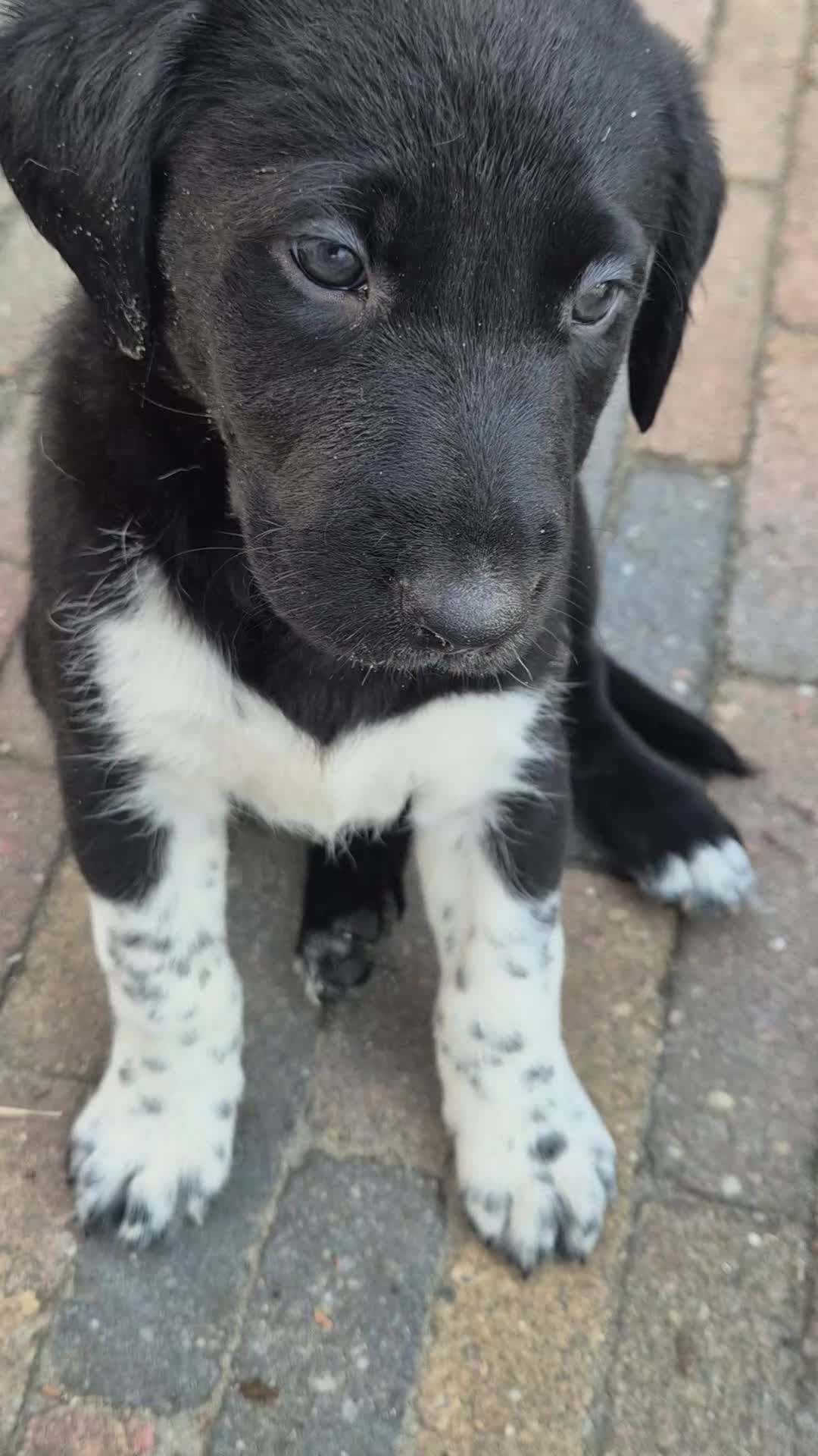 Kruising honden te koop: Borador pupjes♡ - Video 1