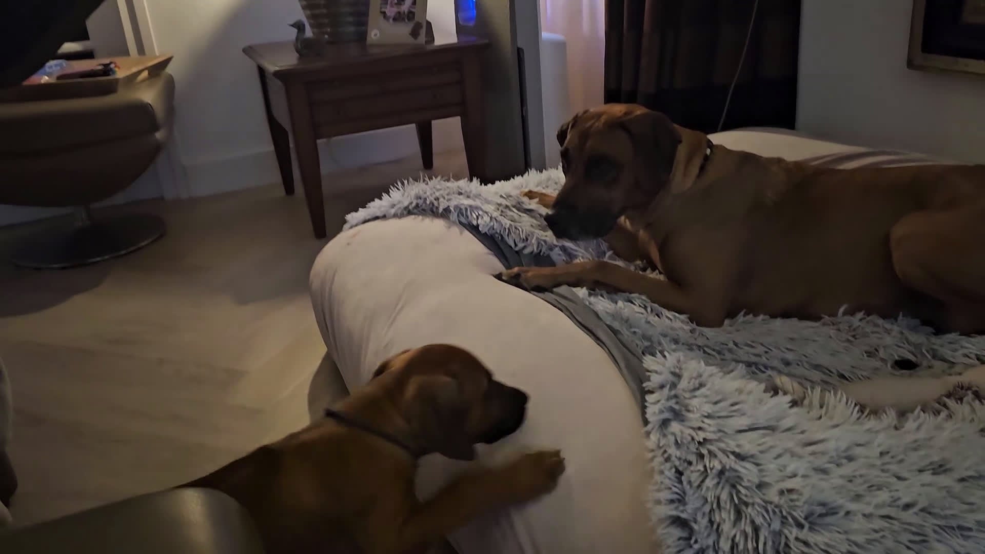Rhodesian Ridgeback honden te koop: Prachtig Rhodesian Ridgeback reutje - Video 1