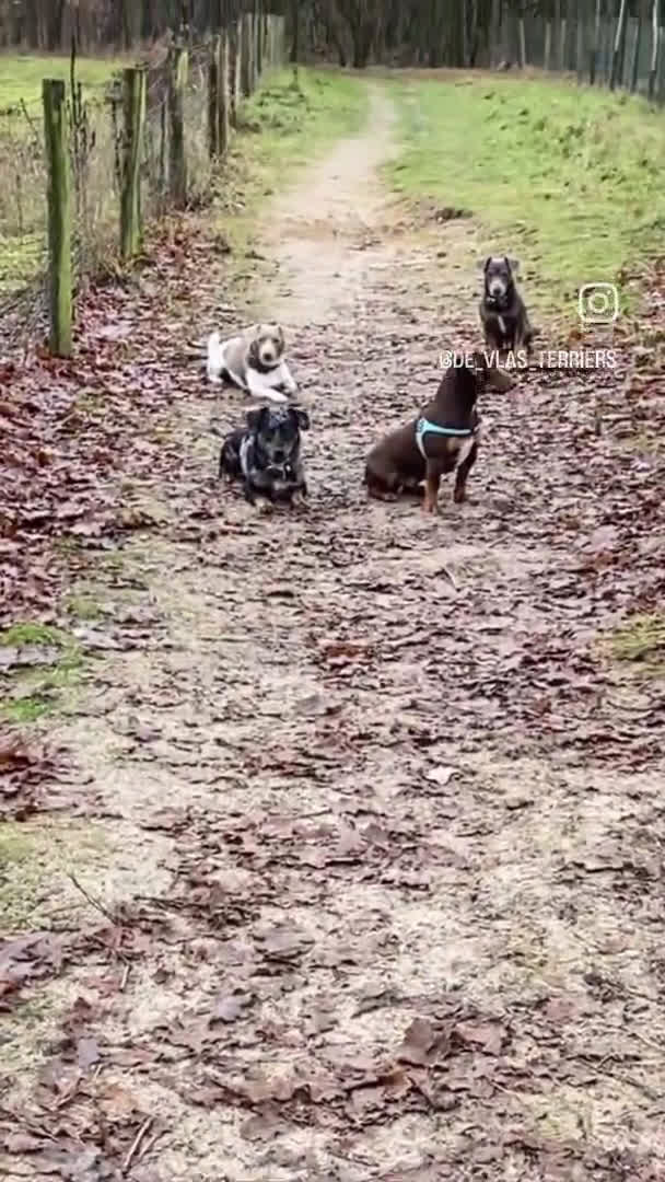 Jack Russel Terriër honden ter dekking: Jack russell dekreuen in Koewacht - Video 3