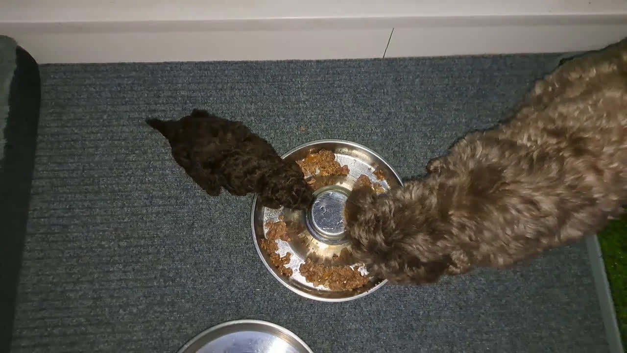 Shihpoo honden te koop: Choco shihpoo puppy teefje x toypoedel - Video 4