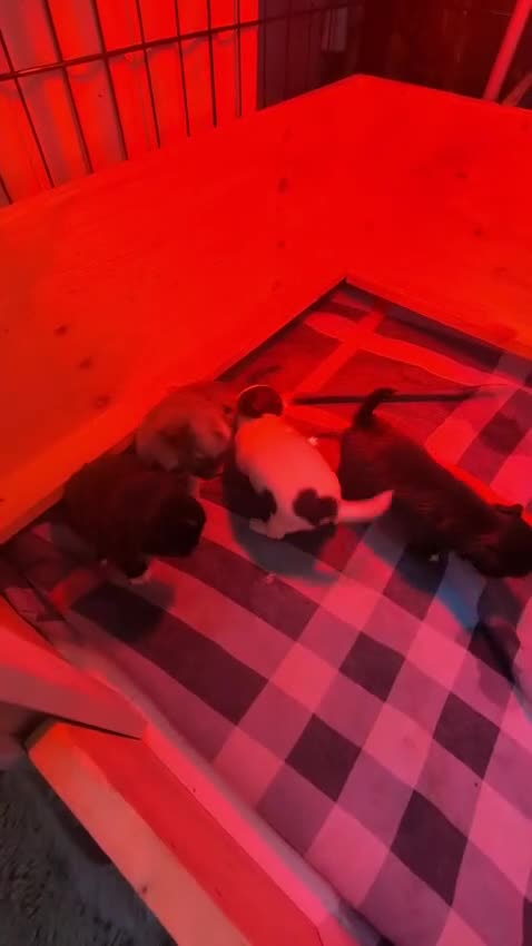 Chihuahua honden te koop: raszuivere chihuahua puppy's - Video 4