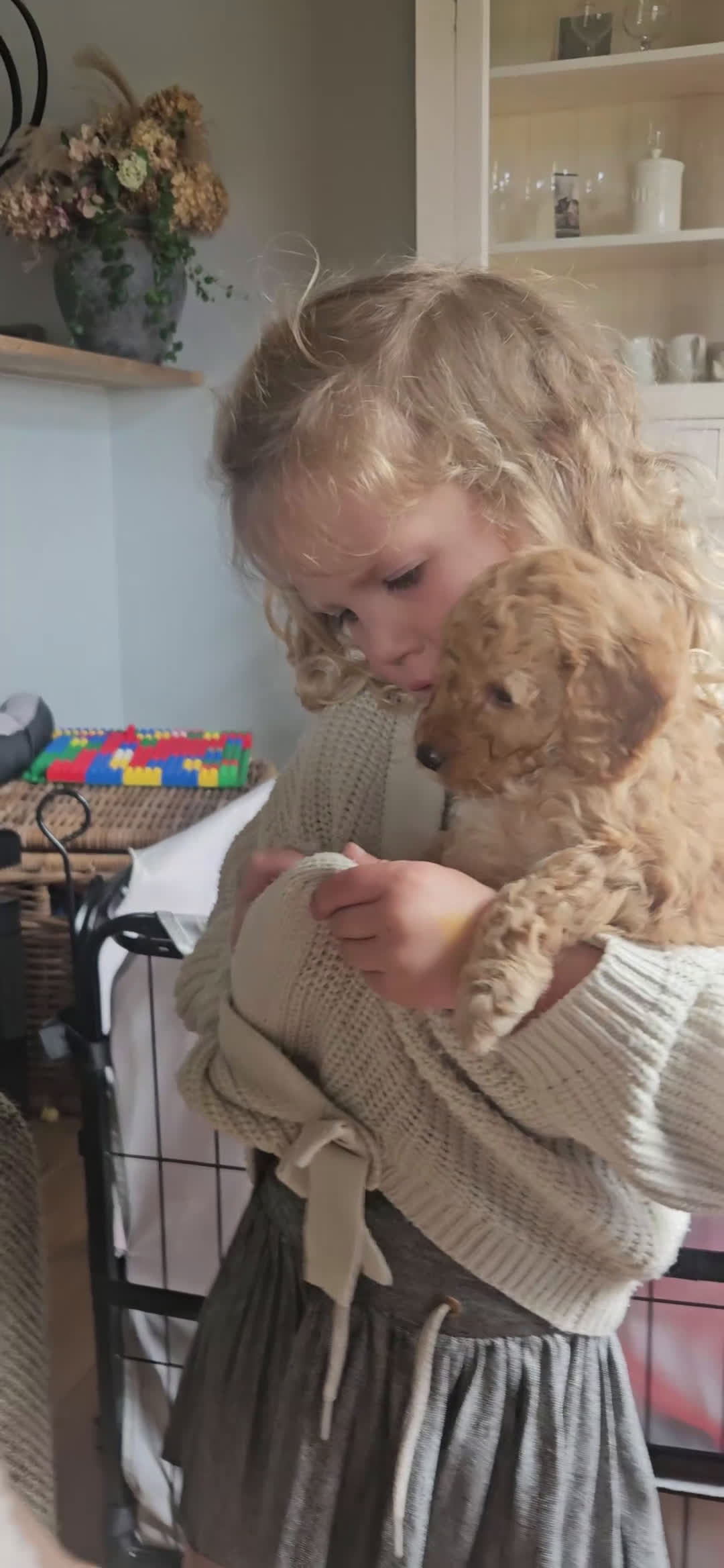 Kruising honden te koop: Medium doodles ma mini labradoodle pa labradoodle - Video 3