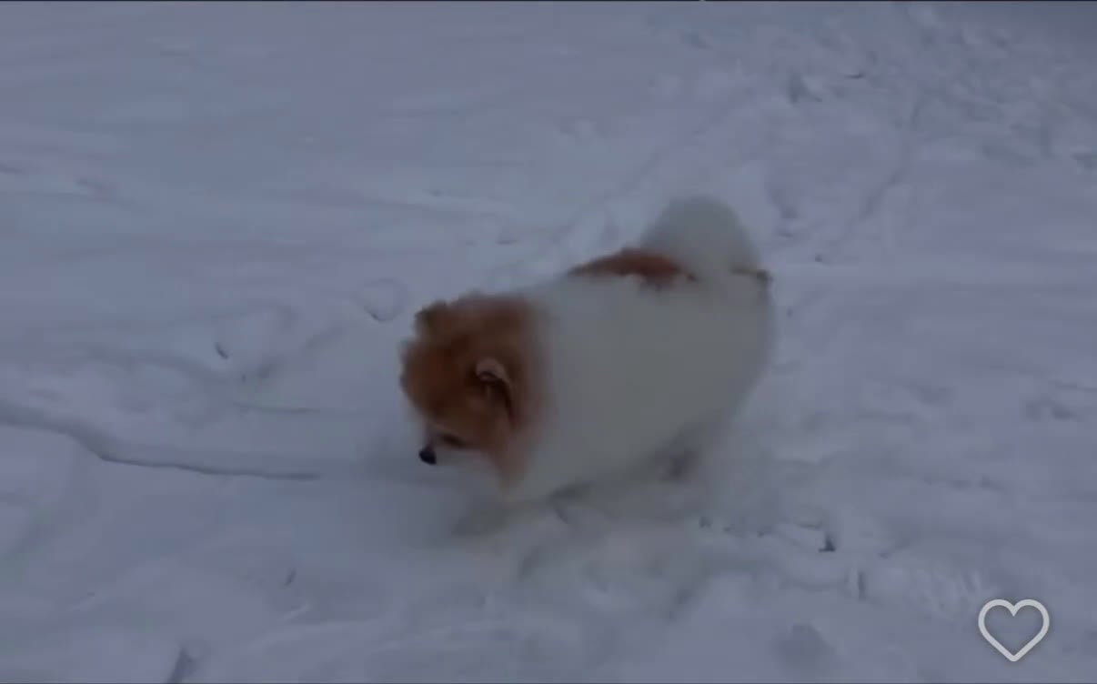 Pomeriaan honden te koop: Mikkie Pomperiaan - Video 1