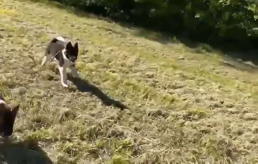 American Akita honden te koop: Prachtige American Akita Pups - Video 2