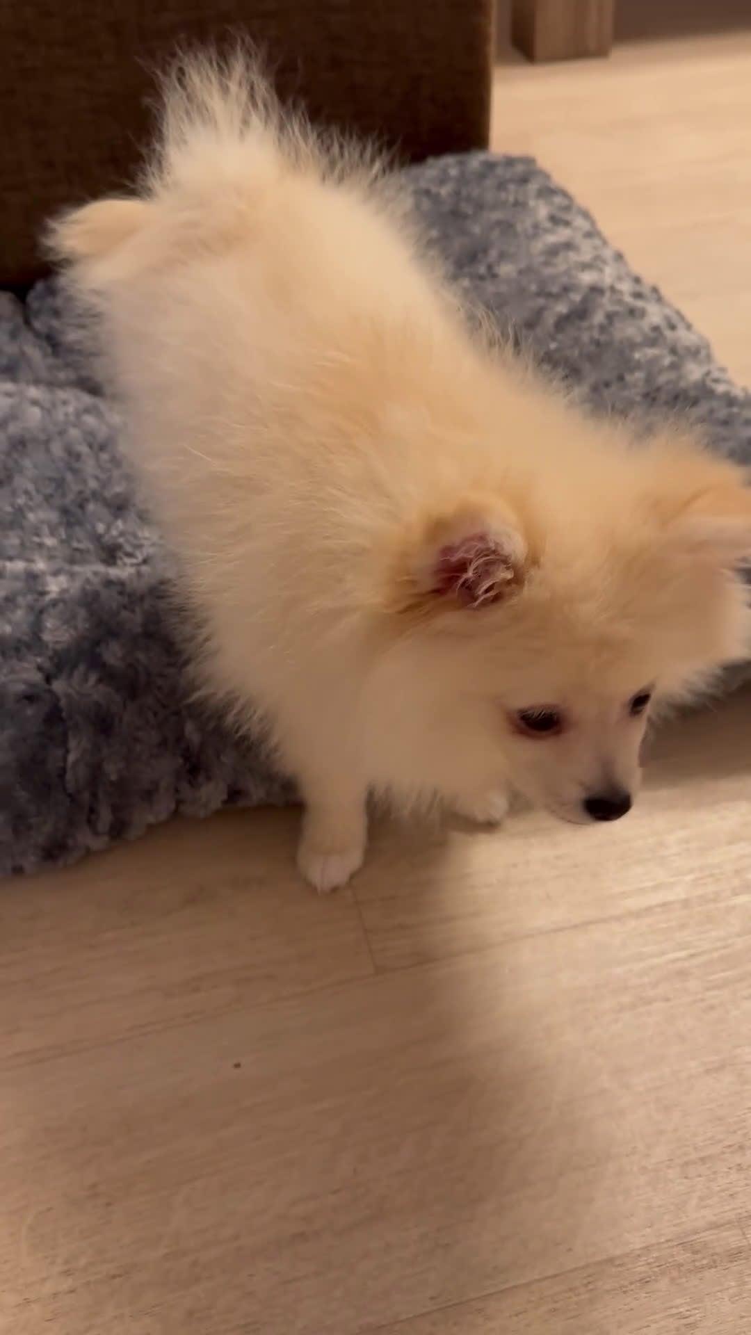 Pomeriaan honden te koop: drie pluizige baby's - Video 3