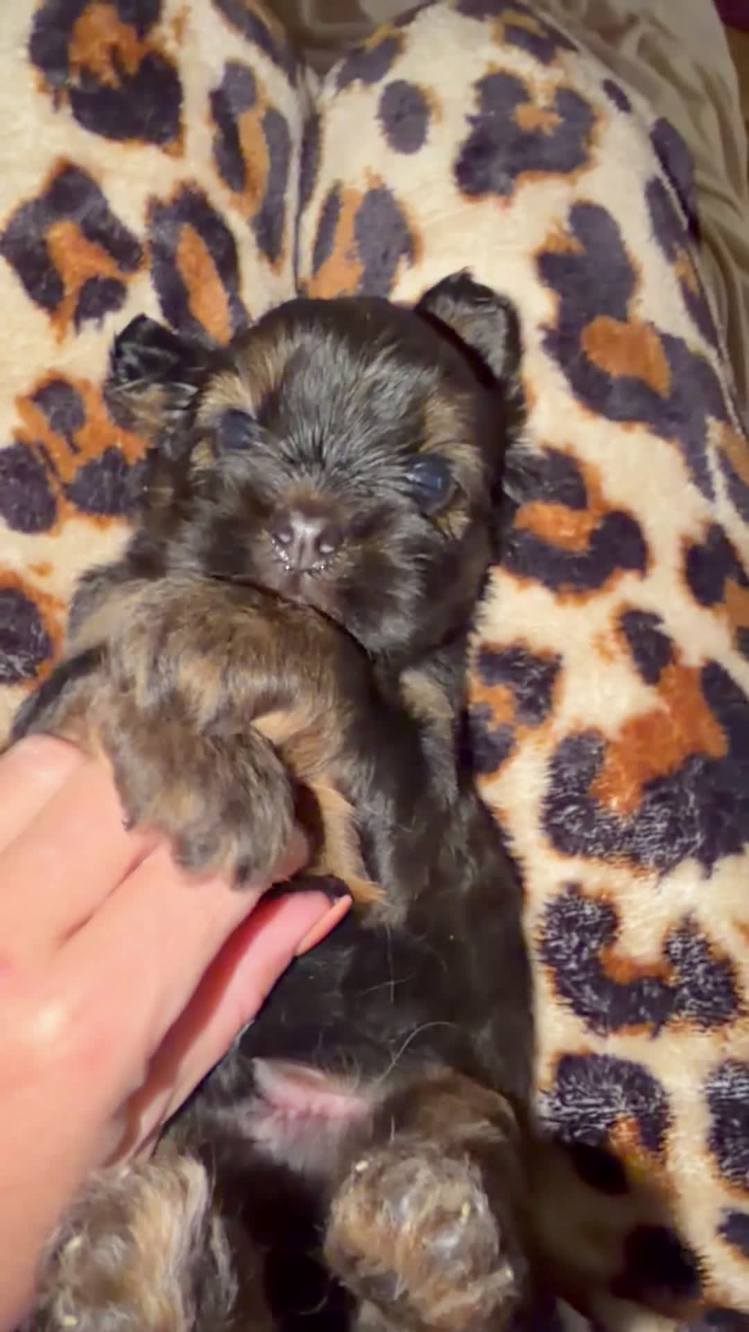 Havanezer honden te koop: Havanezer pup - Video 1