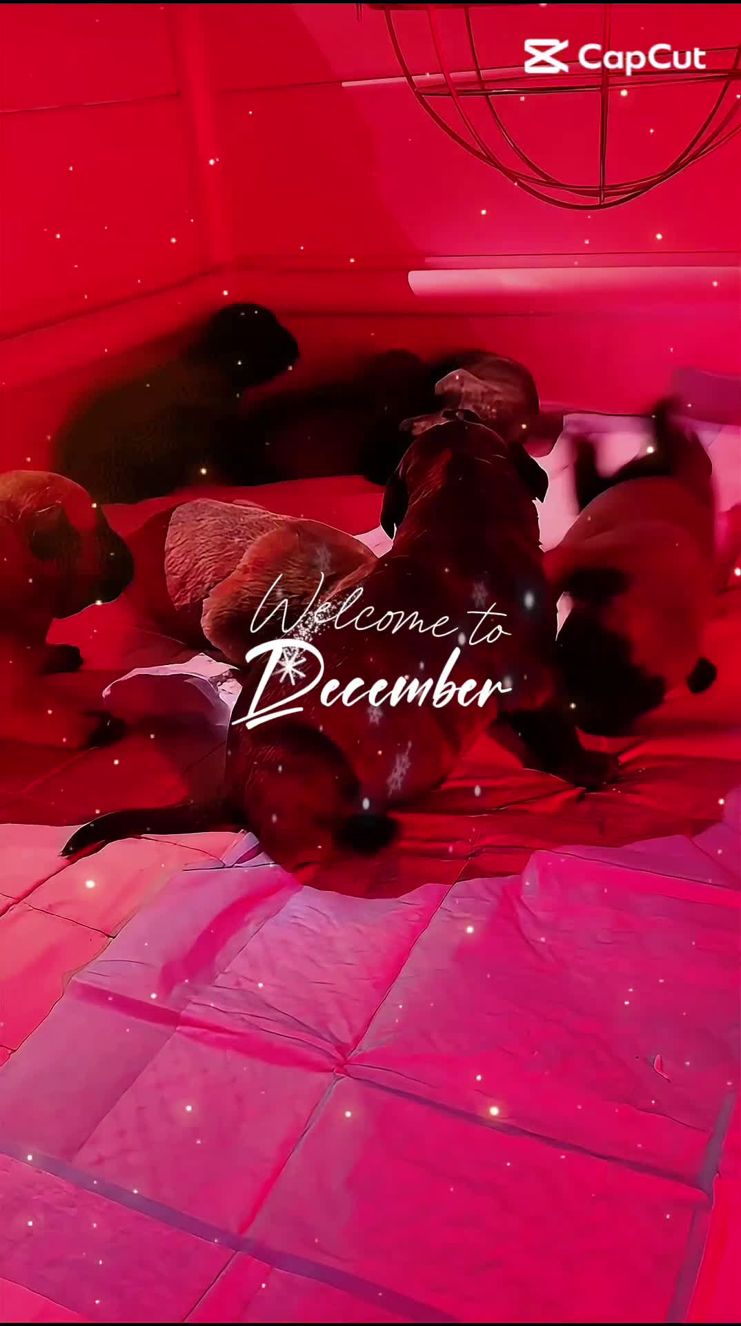 Bullmastiff honden te koop: Bullmastiff  - Video 1