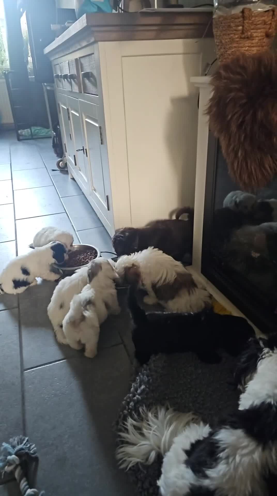 Malshi honden te koop: Boomer malshi - Video 1