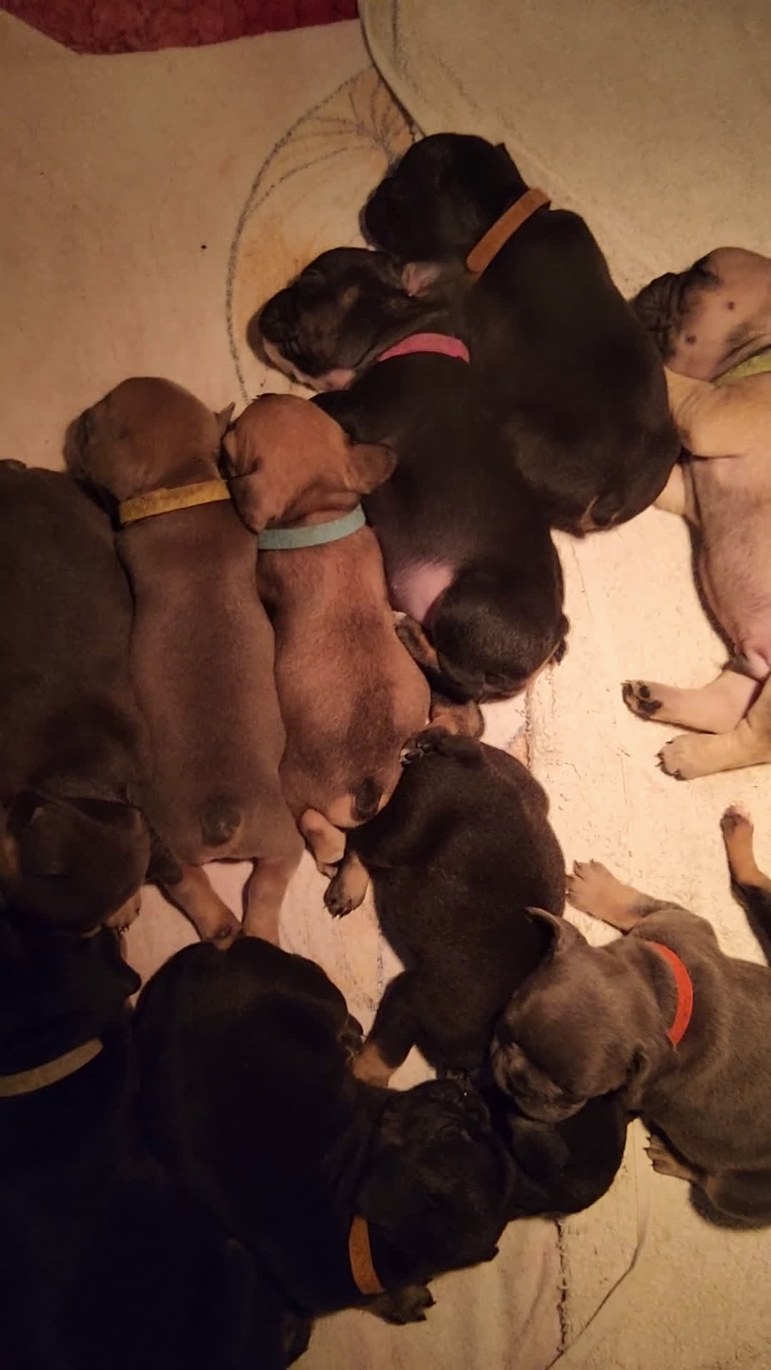 Franse Bulldog honden te koop: Fr bulldog puppy's uit geteste ouders - Video 5