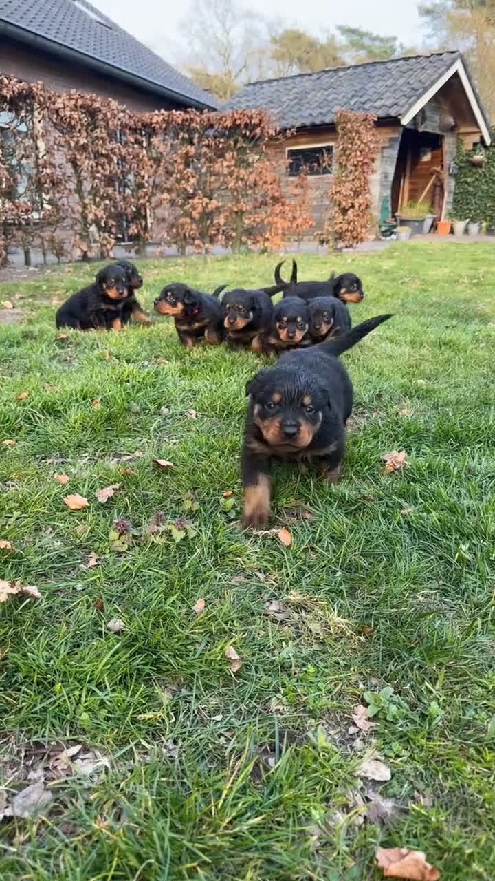 Rottweiler honden te koop: Lieve rottweiler pups te koop - Video 1
