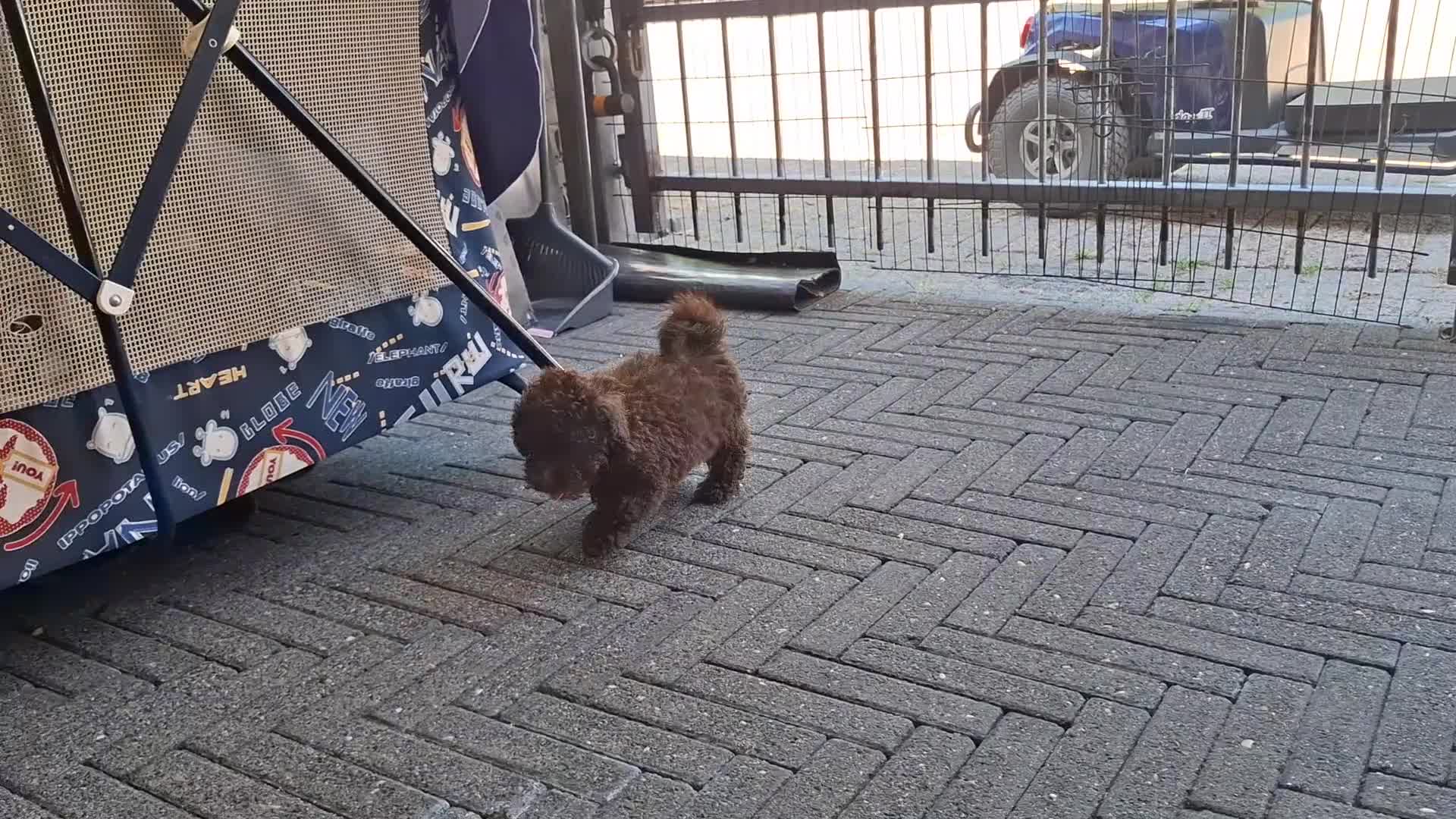 Poedel Toy honden te koop: Toy poedel  - Video 1
