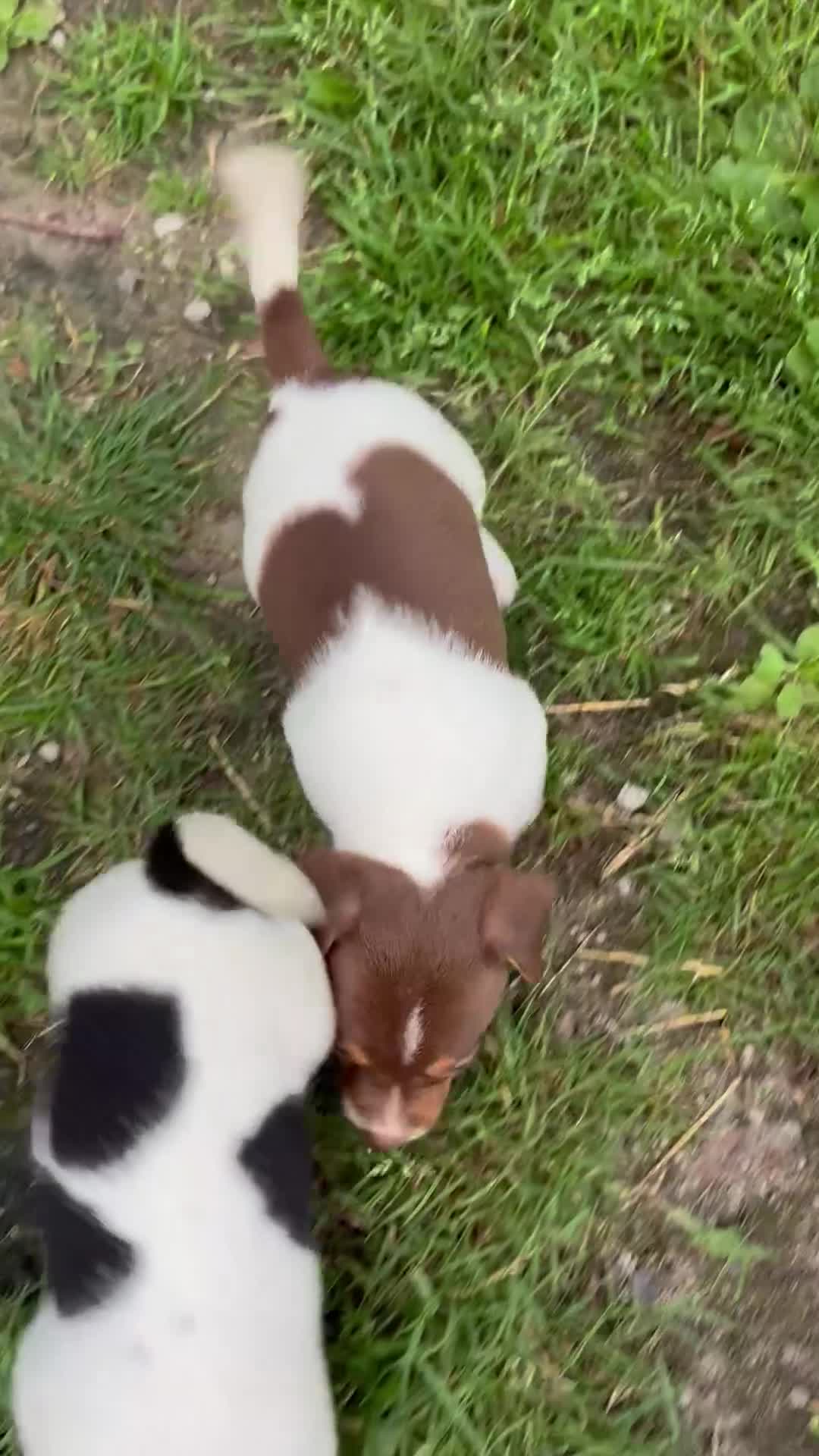 Jack Russel Terriër honden te koop: 4 lieve Jack Russel pups zoeken warme thuis  - Video 1