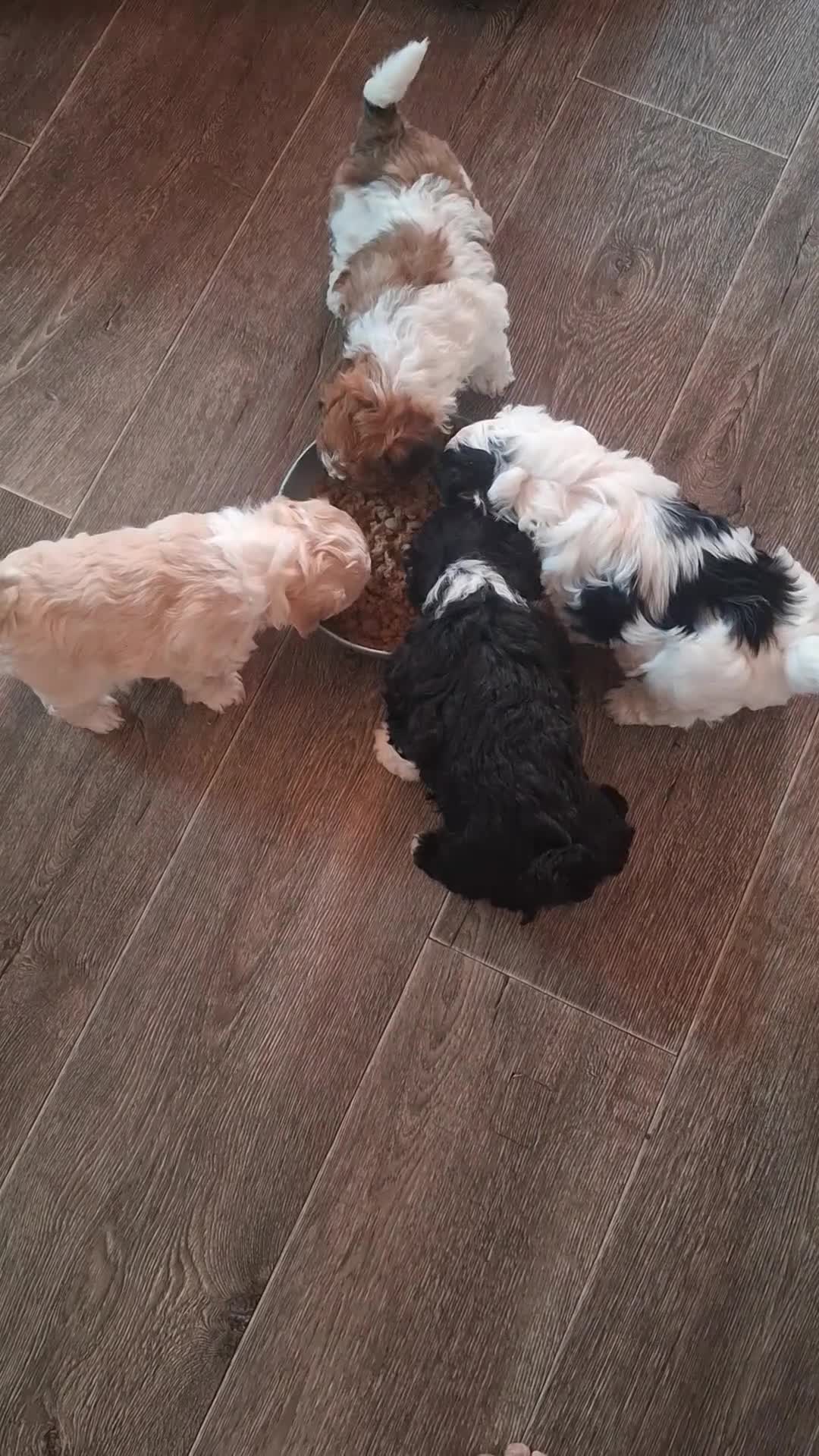 Kruising honden te koop: Prachtige Puppy's Maltipoo/Pomchi - Video 1
