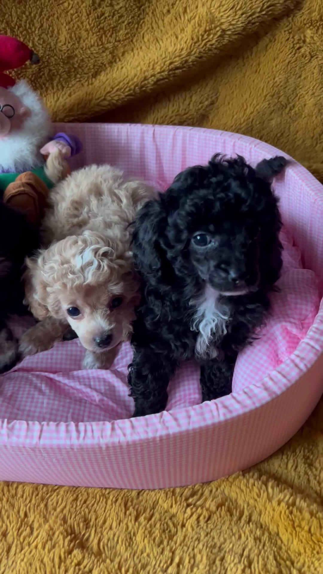 Poedel Toy honden te koop: Toy poedels  - Video 1