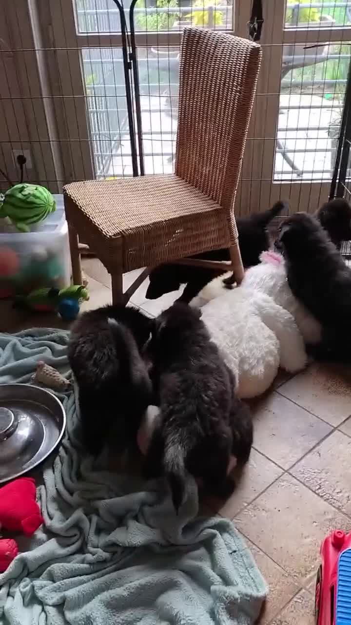 Groenendaeler honden te koop: Nog enkele teefjes beschikbaar in Hulst - Video 1