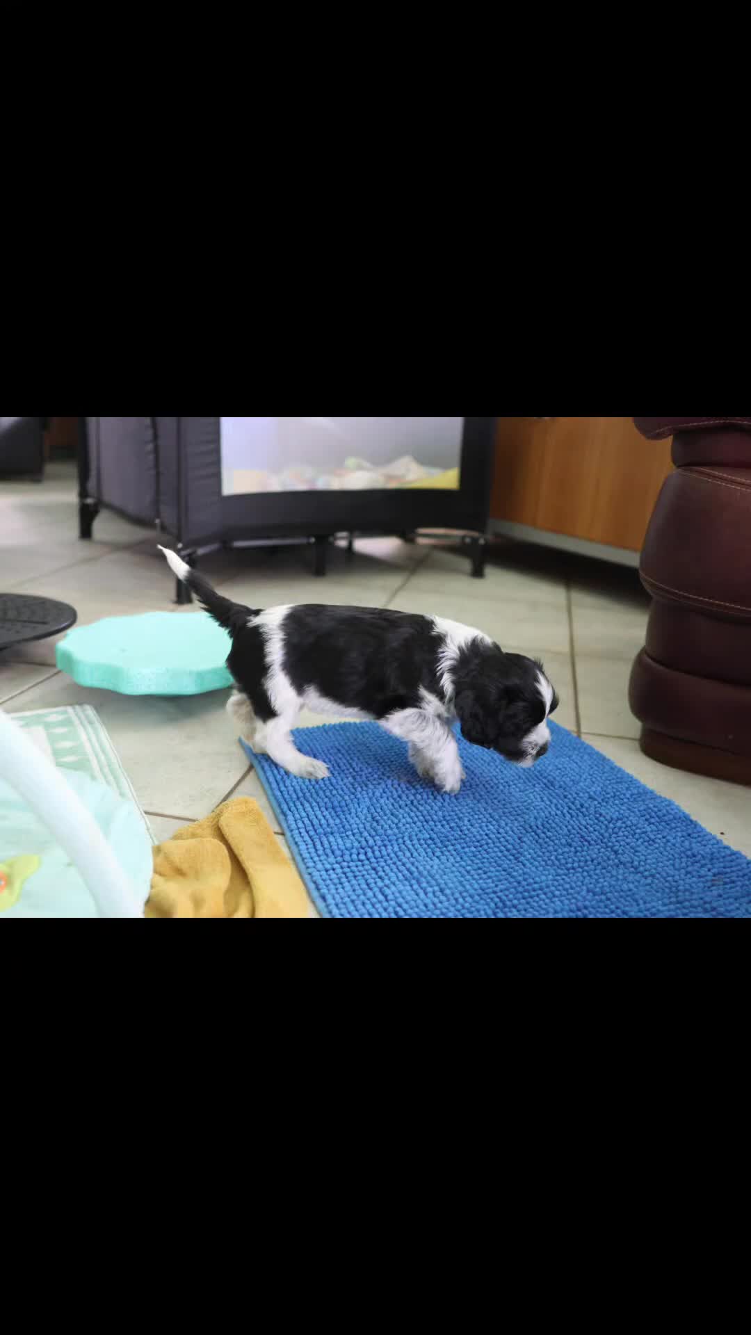 Nederlandse Schapendoes honden te koop: Schapendoes pups, vrolijk slim en actief - Video 1