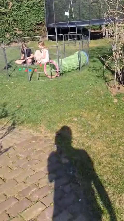 Teckel (korthaar)  honden te koop: Dwerg teckel puppy's - Video 1