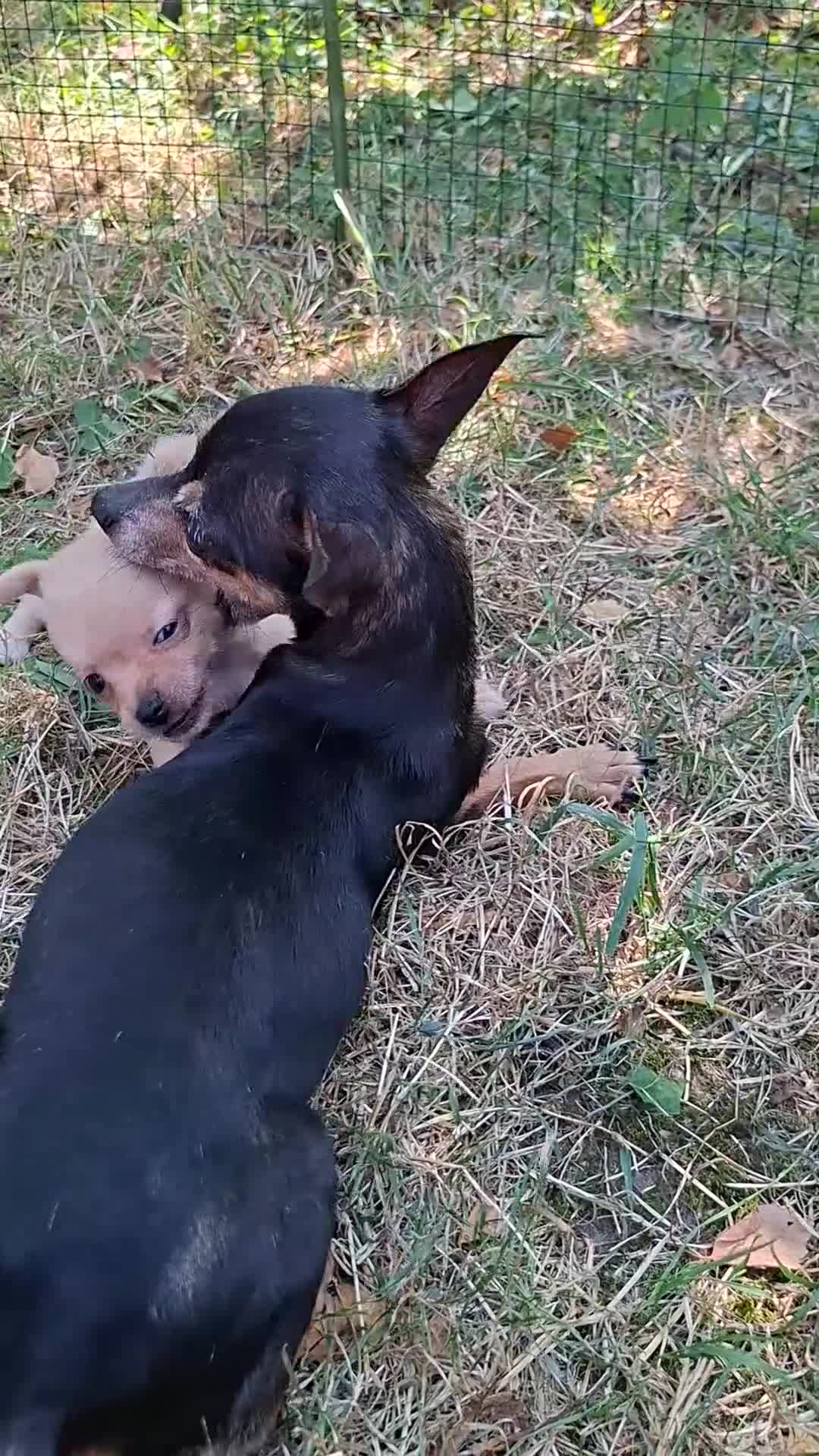 Kruising honden te koop: Te koop  - Video 2