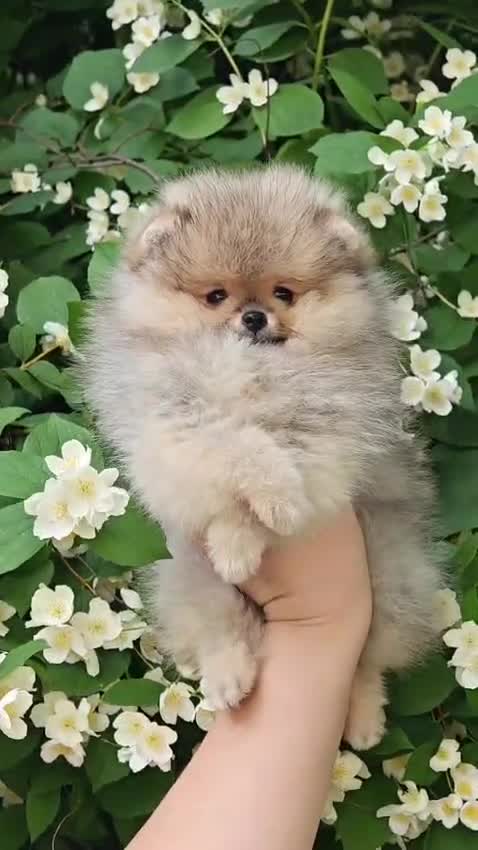 Pomeriaan honden te koop: Exclusieve Bearface Pomeranian Puppy - Teefje - Video 2