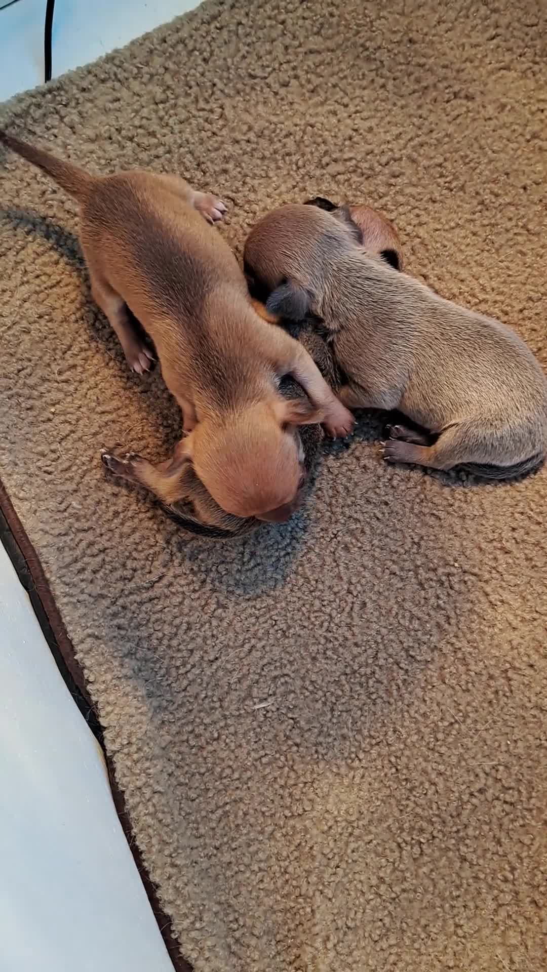 Chihuahua honden te koop: Chihuahua puppies - Video 2