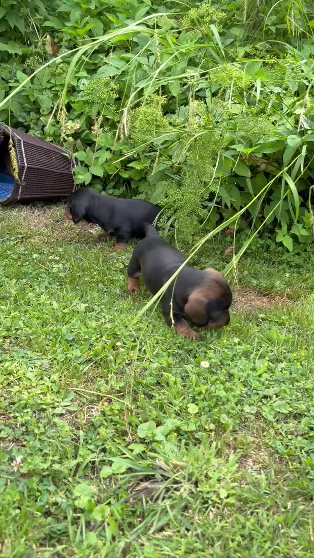 Ruwhaar Teckel honden te koop: Ruwhaar teckel pups in Maarn - Video 1