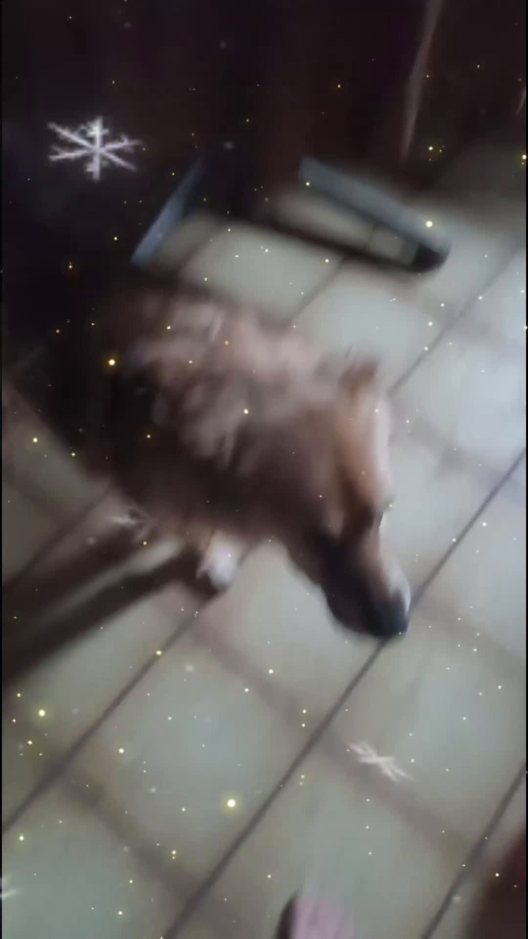 Berghond van de Maremmen en Abruzzen honden te koop: Happy zoekt baasje - Video 2