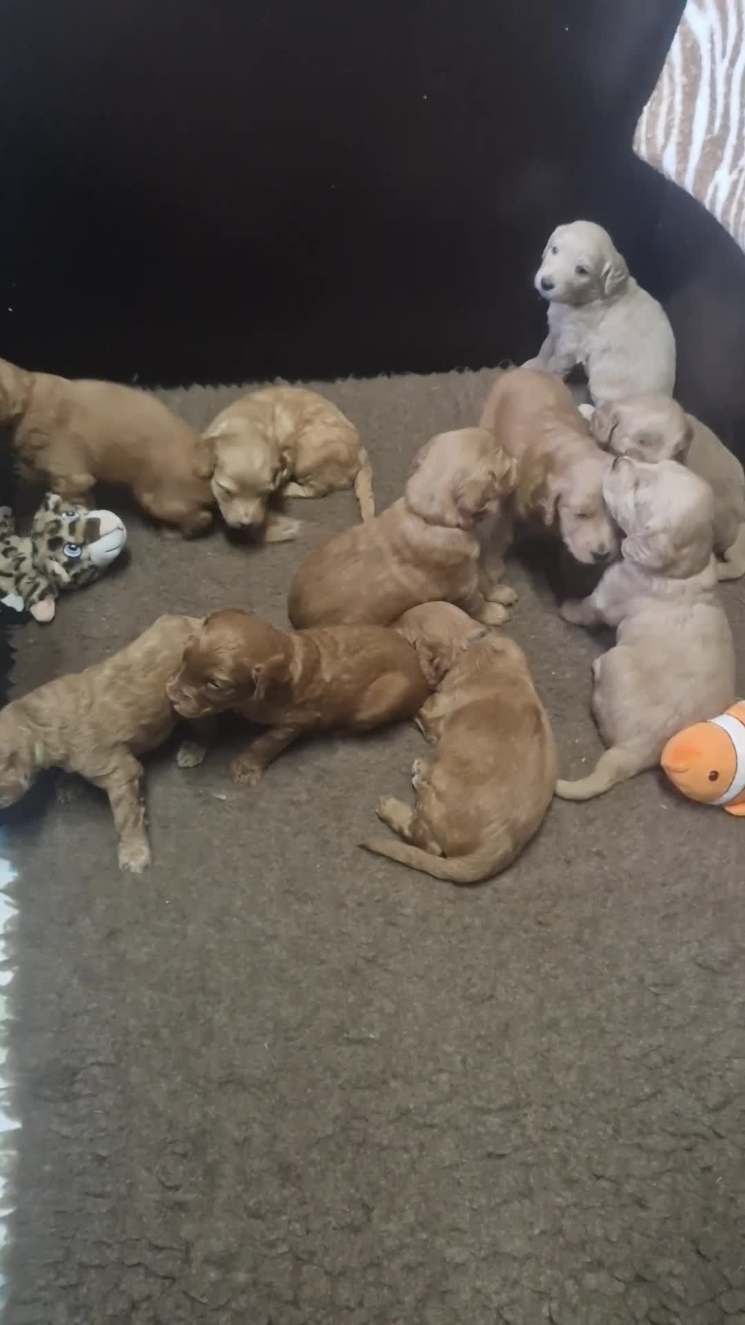 Labradoodle honden te koop: Labradoodle pups  - Video 1