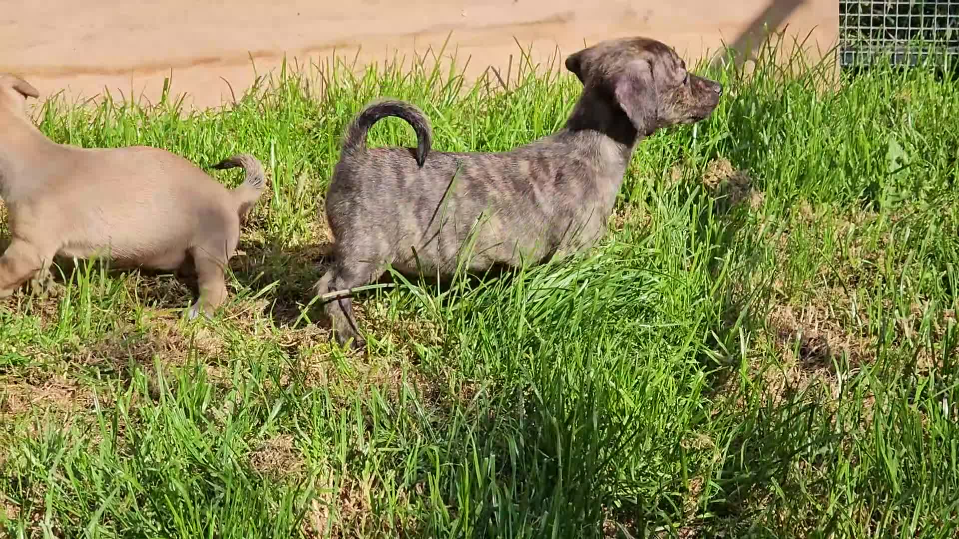 Jack Russel Terriër honden te koop: Schitterde Jack Russell pups in Nieuwdorp - Video 1