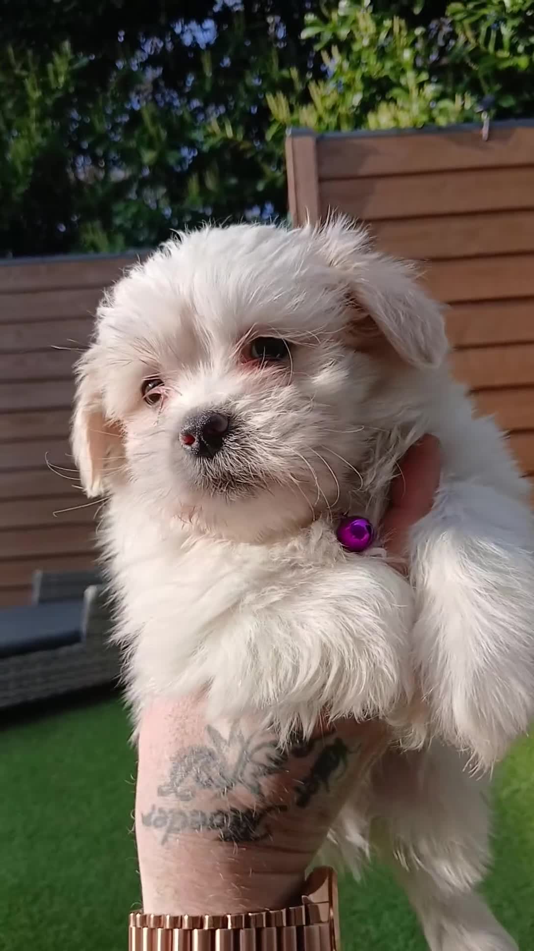 Boomer honden te koop: Nog 2 prachtige boomer reutjes beschikbaar    - Video 4