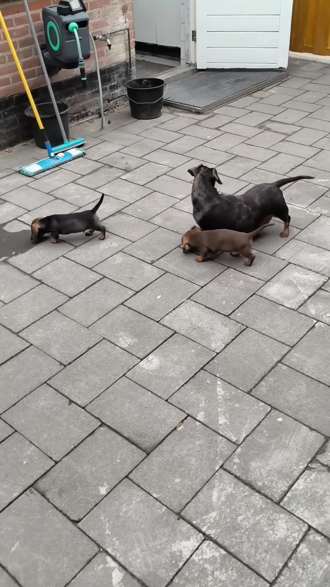 Kruising honden te koop: Twee geweldige teckelpups in Loon op Zand - Video 2