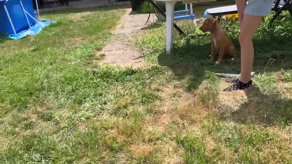 Nova Scotia Duck Tolling Retriever honden te koop: Nova Scotia duck tolling retriever pups,  - Video 2