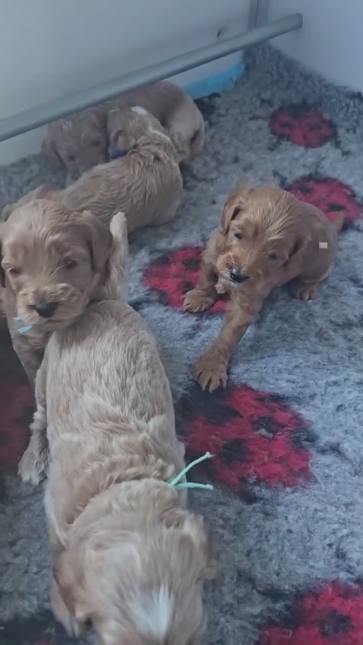 Australian Labradoodle honden te koop: Australian Labradoodle mini pups  - Video 1