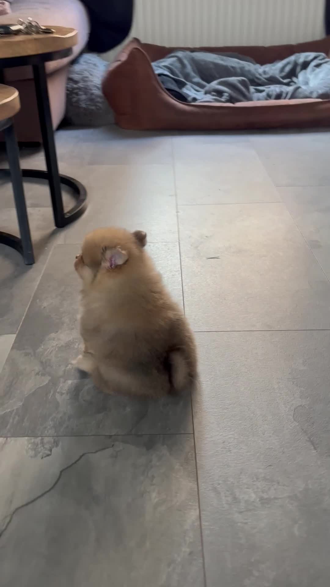 Pomeriaan honden te koop: Te koop  bear face pomeriaan pups - Video 2