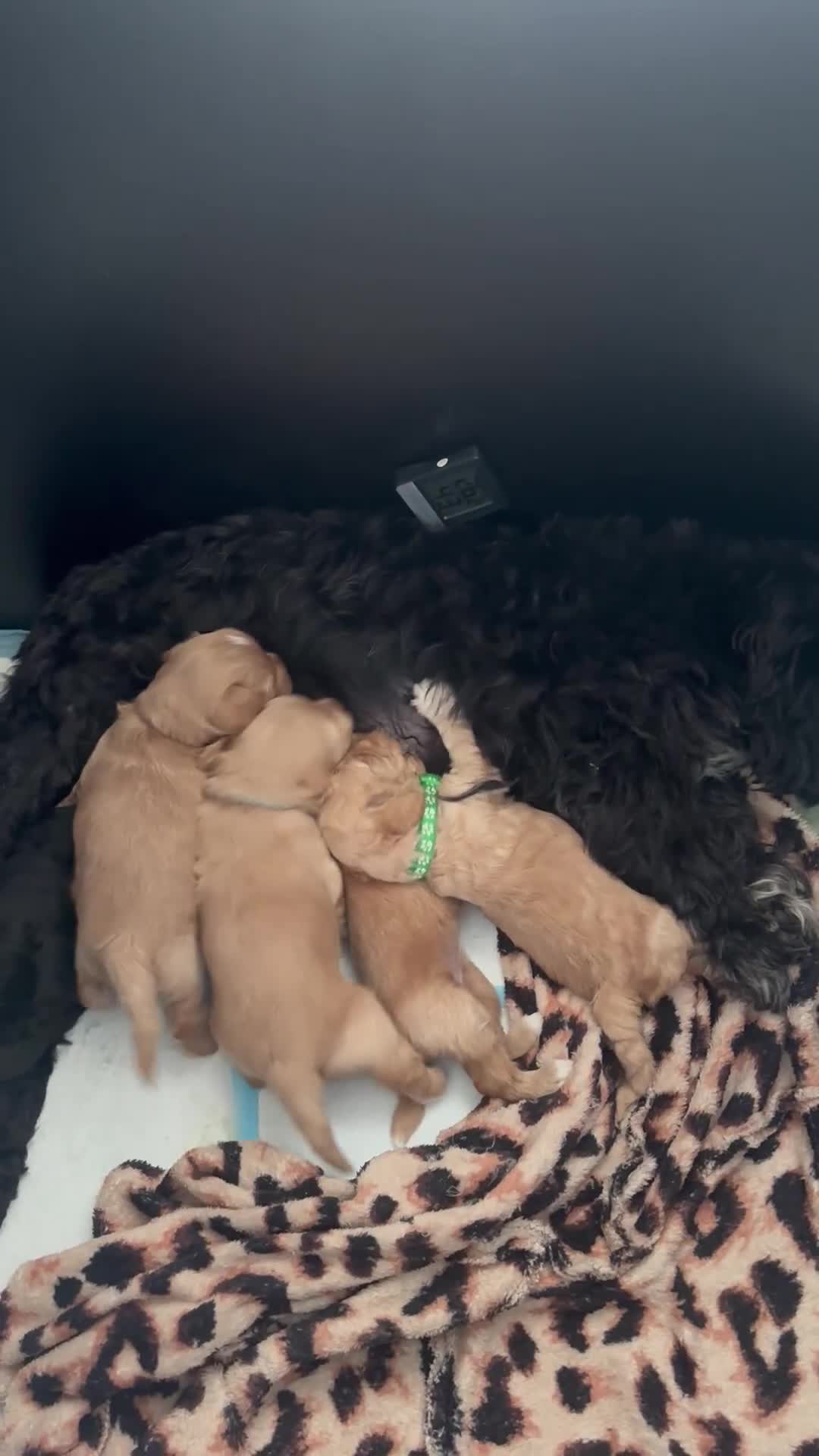 Labradoodle honden te koop: Mooie mini doodle - Video 1