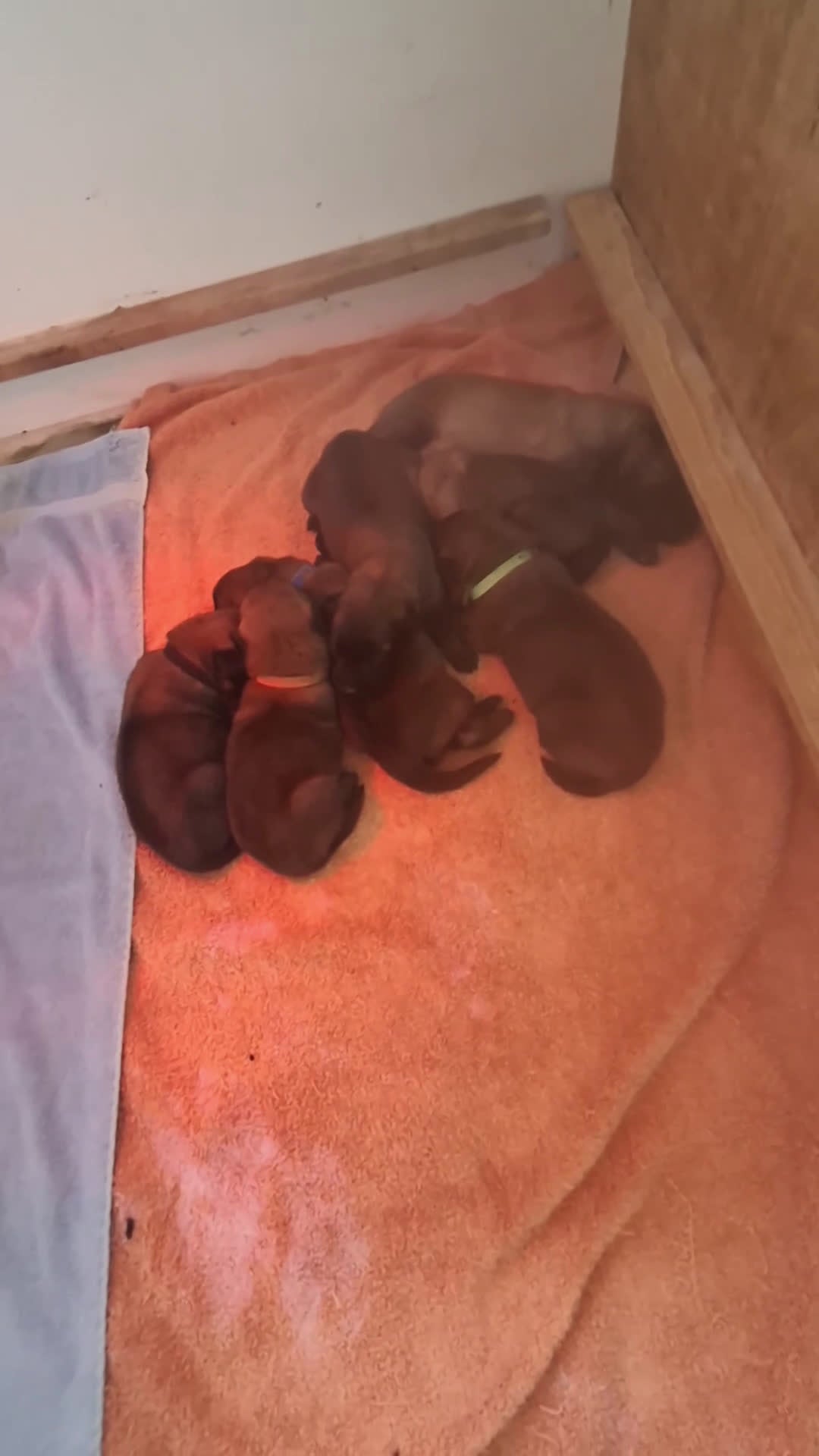 Mechelse Herder honden te koop: FCI pups uit goede combinatie. - Video 2