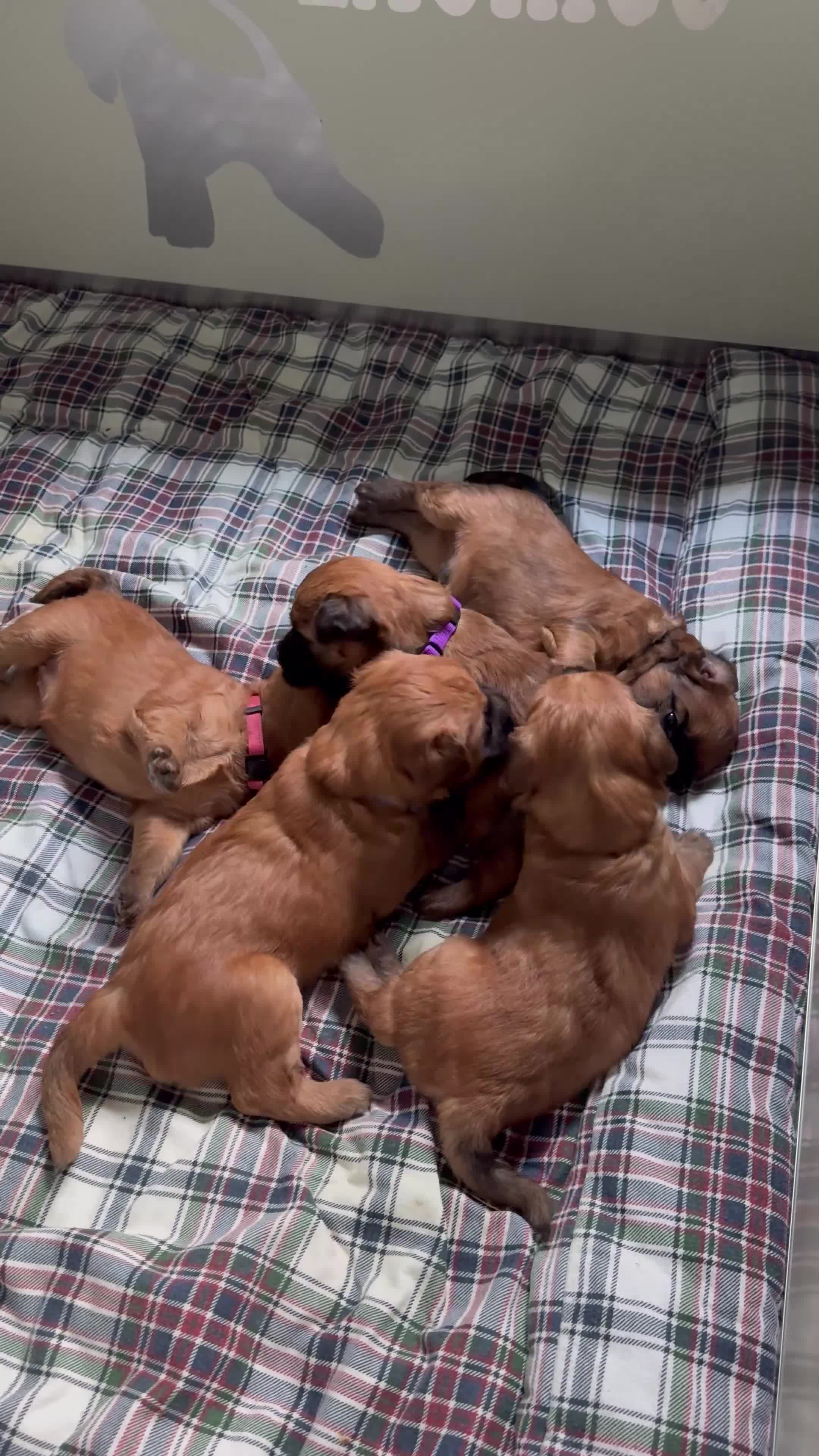 Softcoated Wheaten Terriër honden te koop: Prachtige Soft Coated Wheaten Terrier pups - Video 2