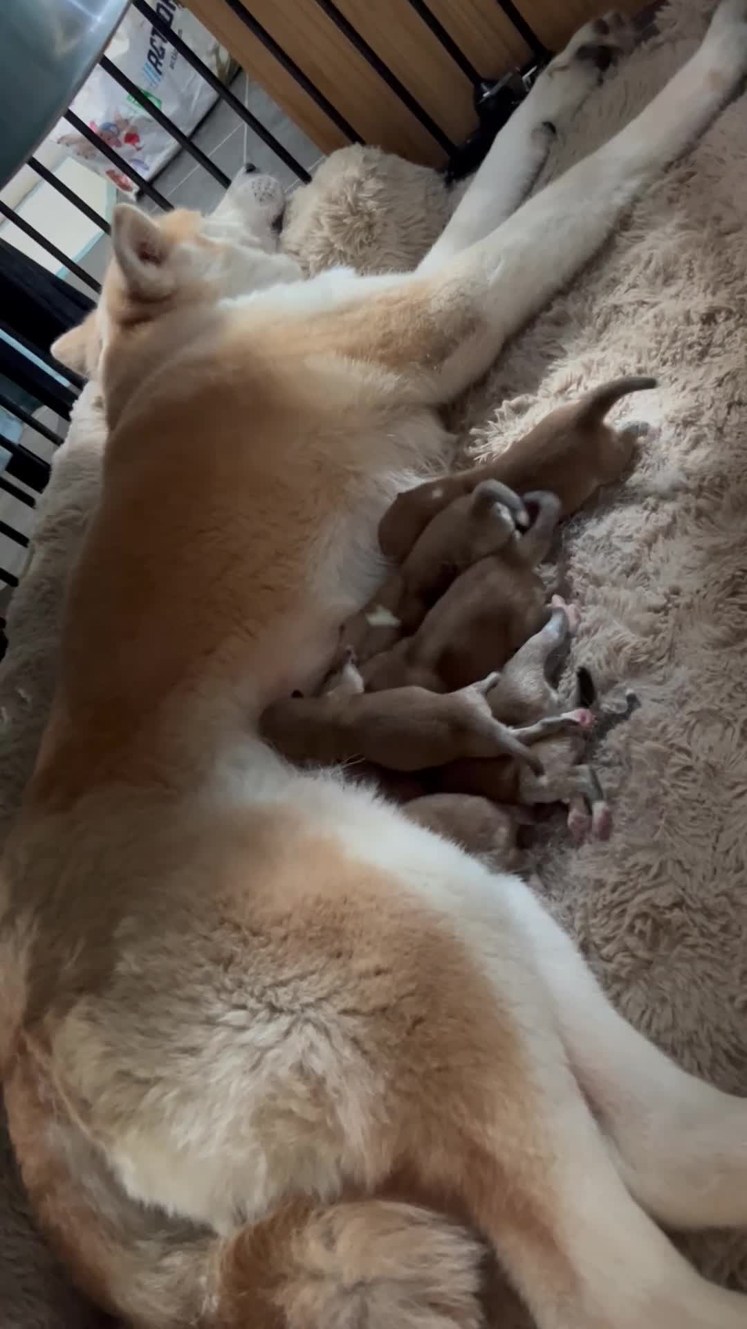Akita honden te koop: Japanse Akita - Video 1