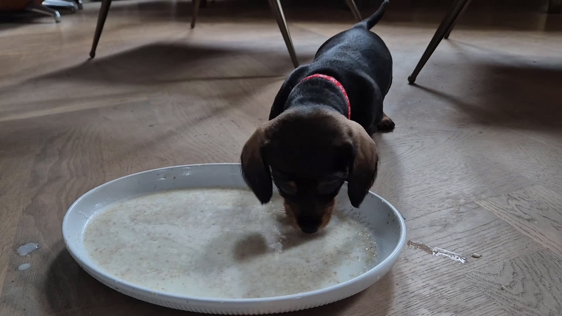 Kruising honden te koop: Zachte ruwhaar teckelpups 2x reu black/tan - Video 1