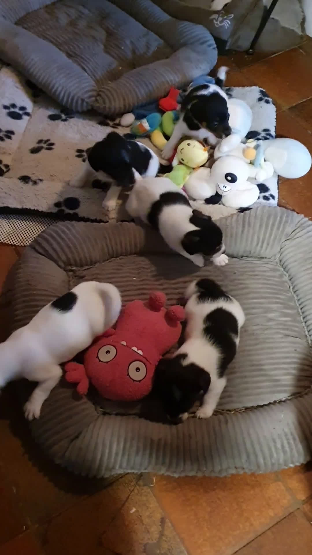 Jack Russel Terriër honden te koop: Lieve ruwharige JACK RUSSELTJES Laagbenig, dď - Video 4