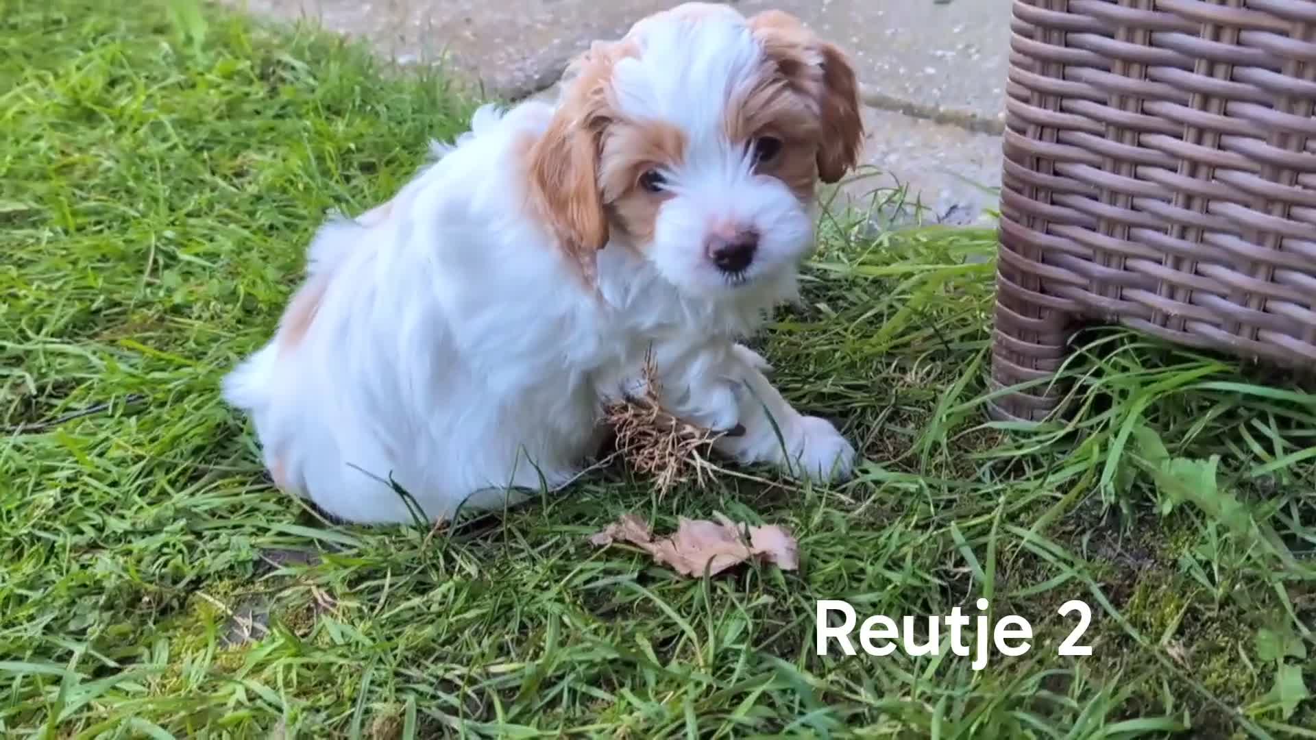 Shihpoo honden te koop: MaltiPoo (ShihTzu/Maltezer X ToyPoedel) - Video 1