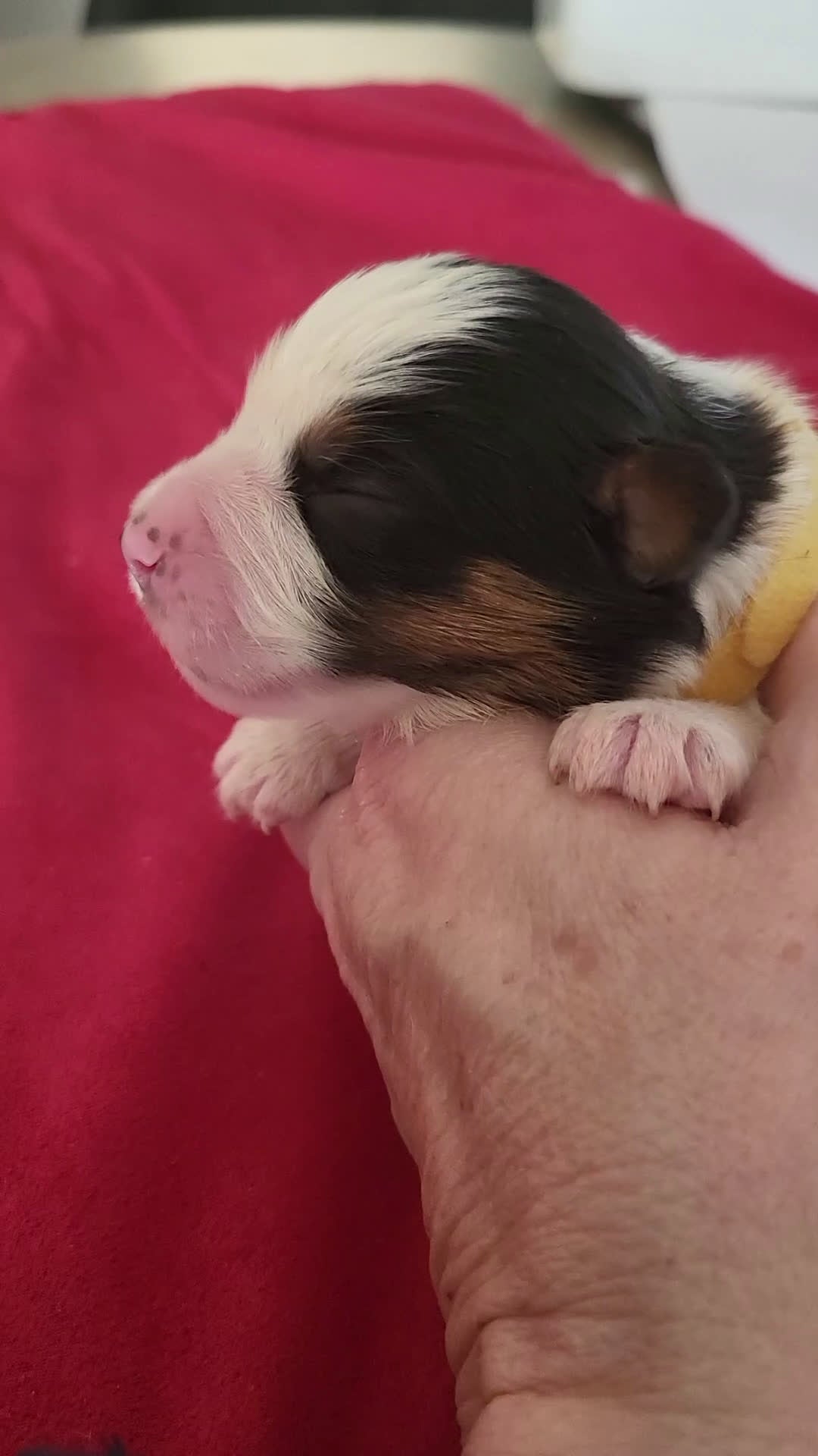 Australian Shepherd honden te koop: Australian Shepherd pupjes met FCI stamboom - Video 4